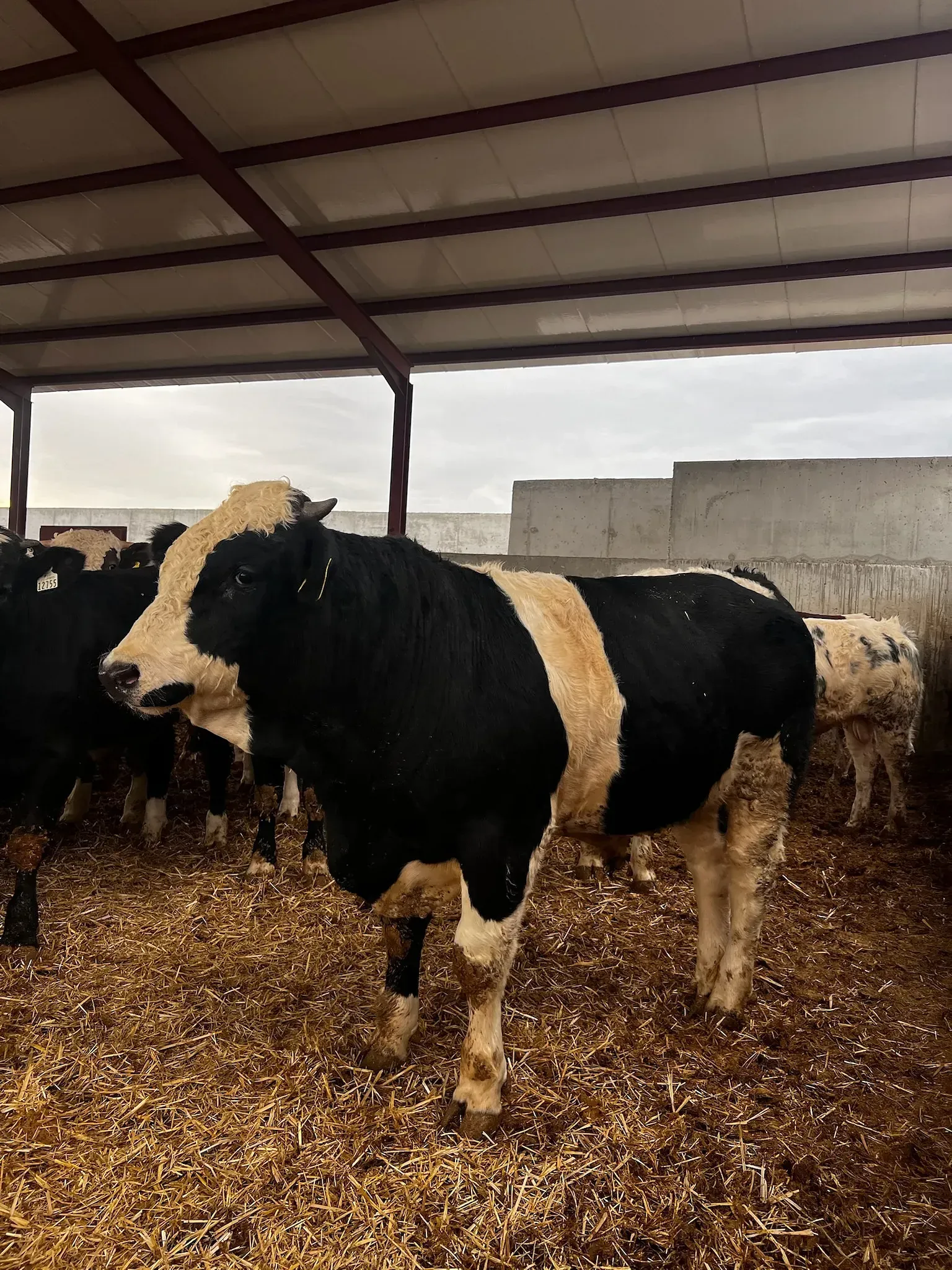 Una manada de vacas blancas y negras se encuentran en un granero.