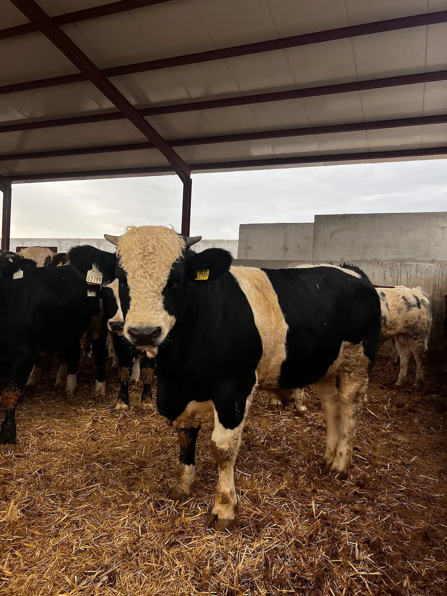 Una vaca blanca y negra está parada en una pila de heno.