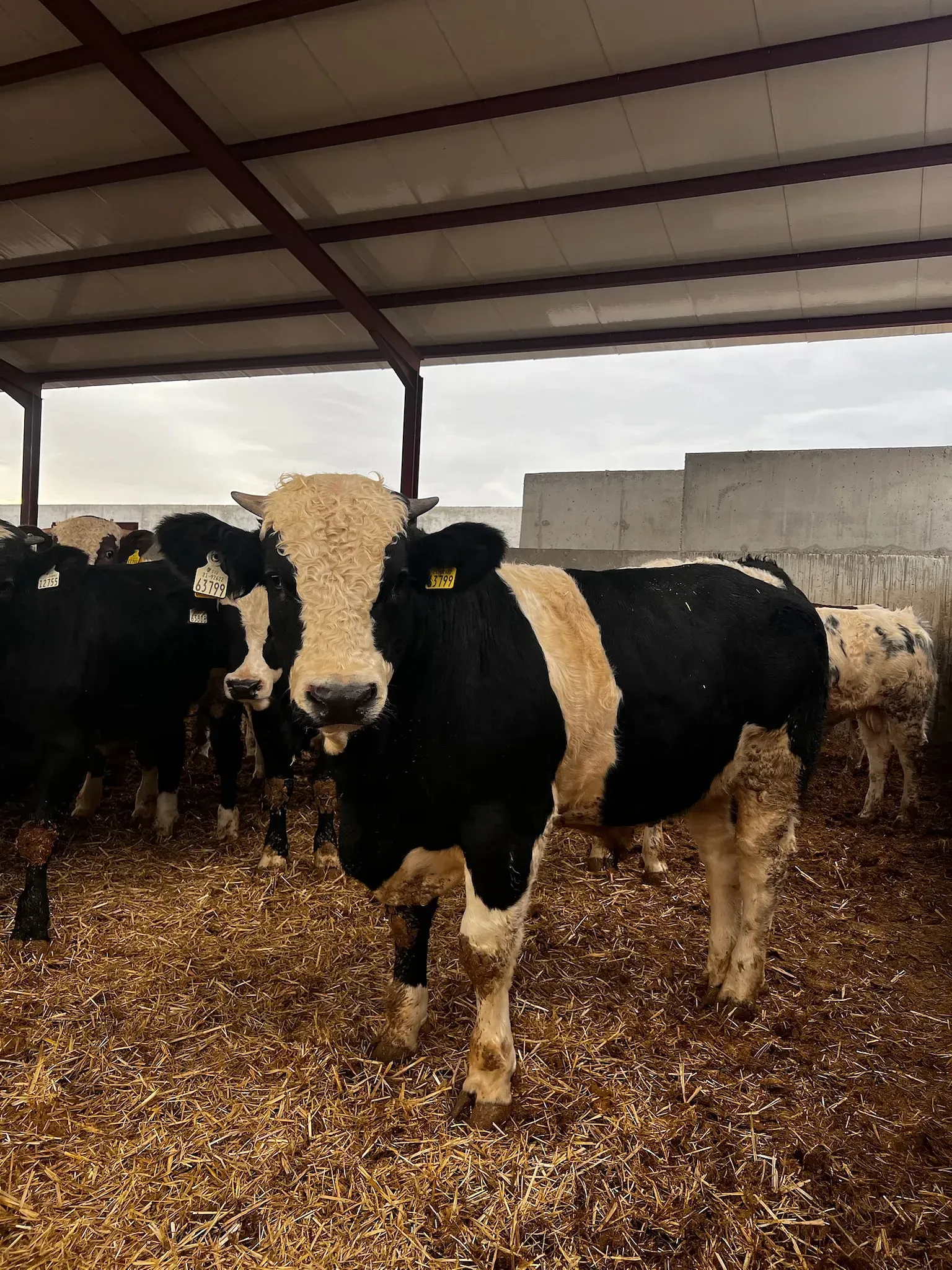 Una manada de vacas está parada en un granero bajo un techo.