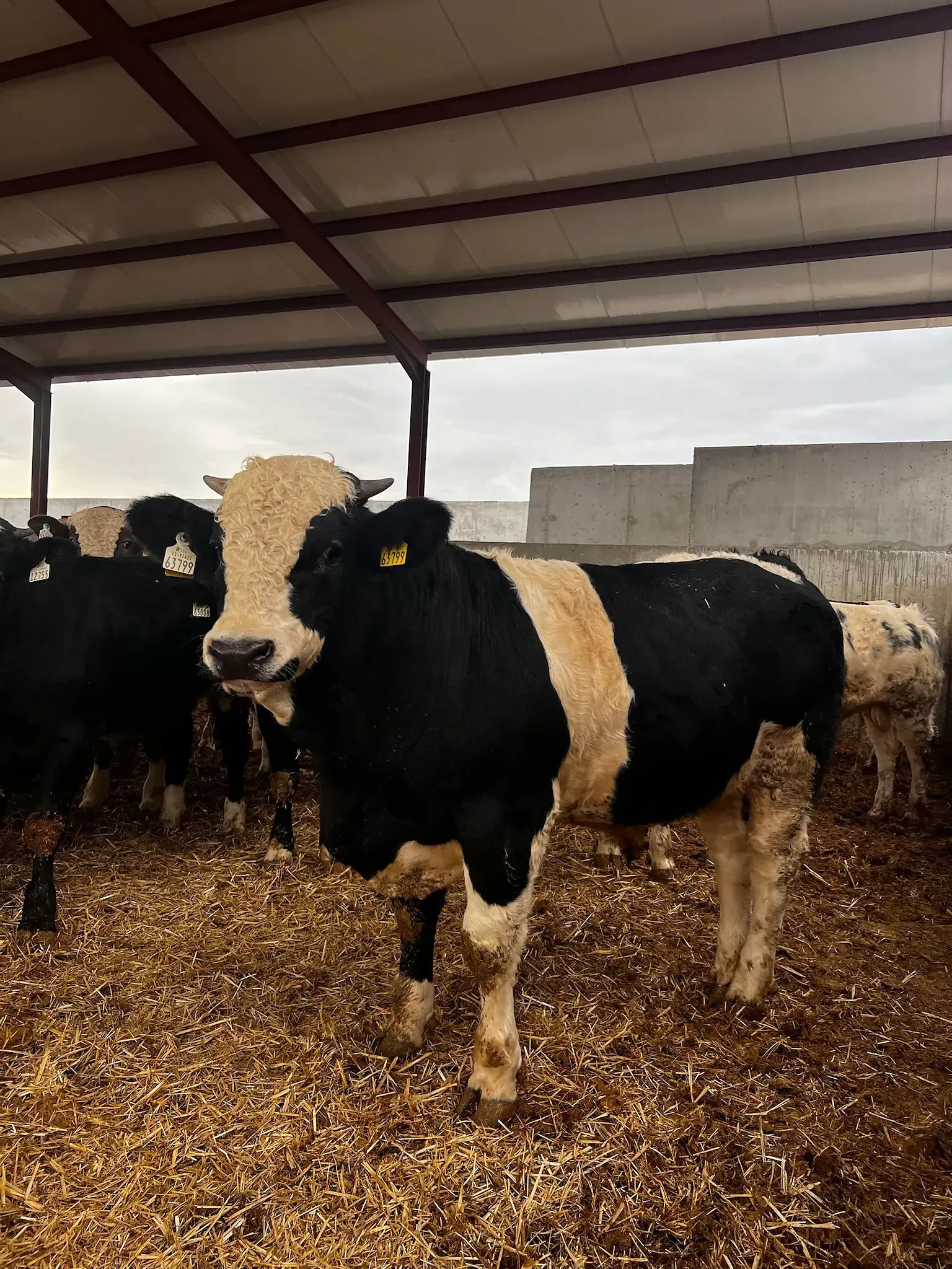 Una vaca blanca y negra está parada en un granero con otras vacas.