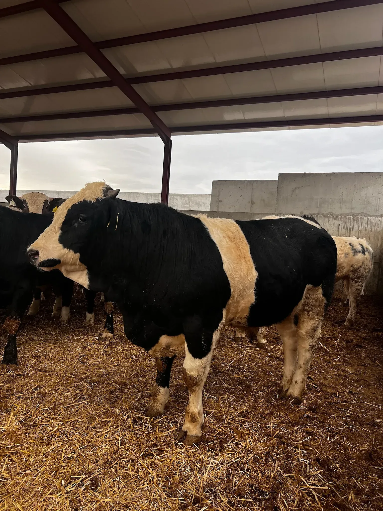 Un toro blanco y negro está parado en una pila de heno.