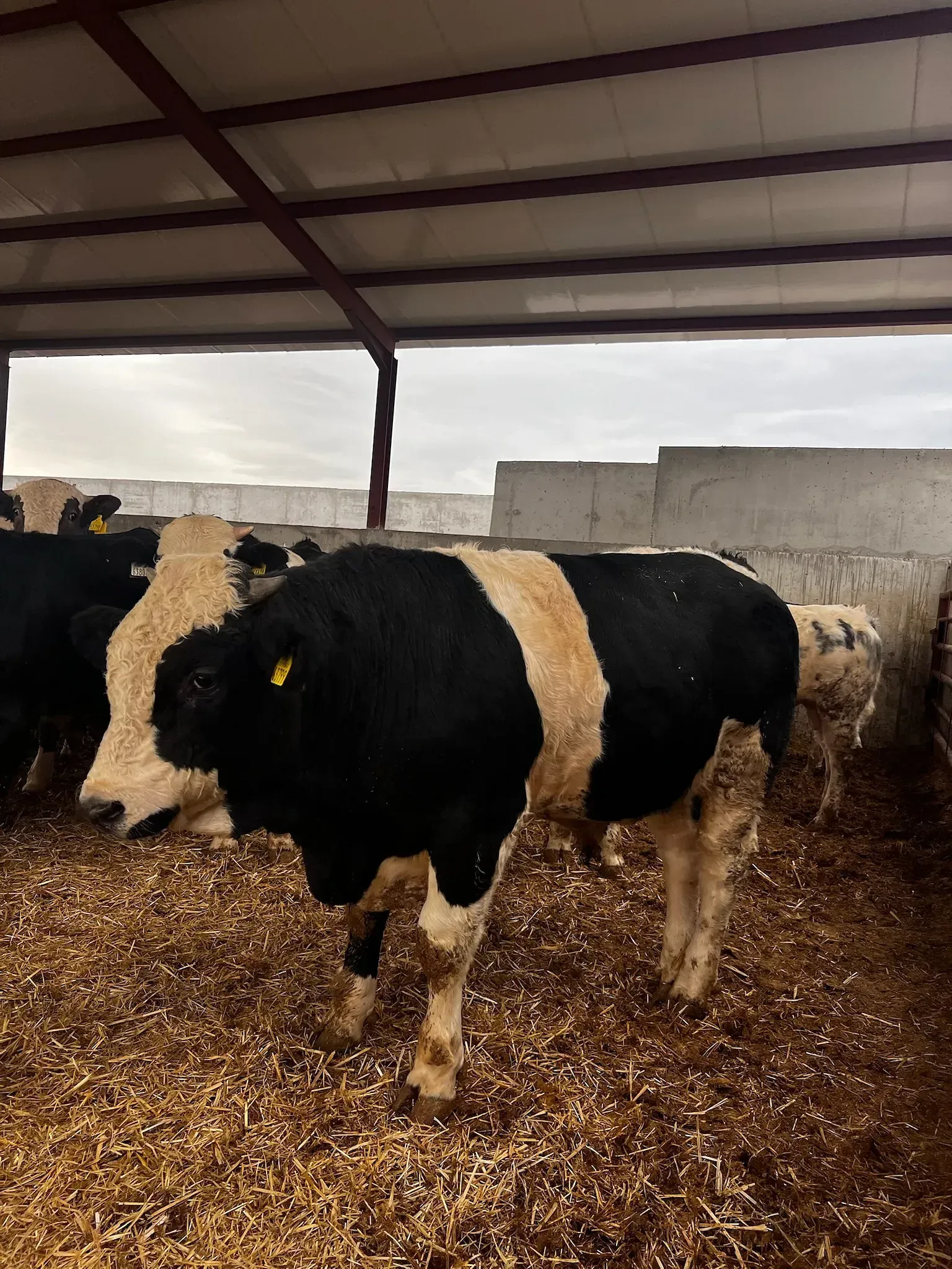 Una vaca blanca y negra está parada en una pila de astillas de madera.