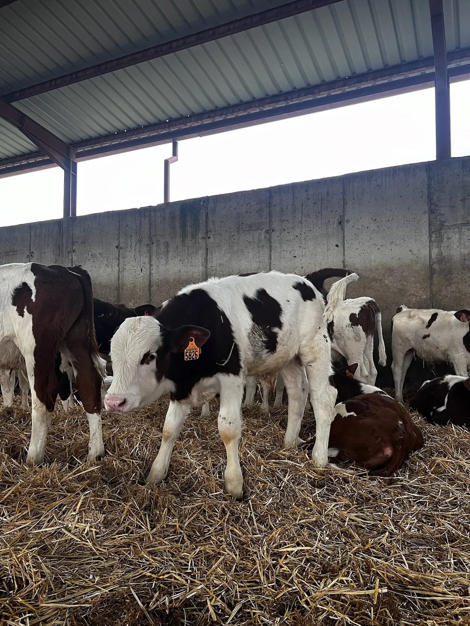 Una manada de terneros blancos y negros se encuentran en un granero.