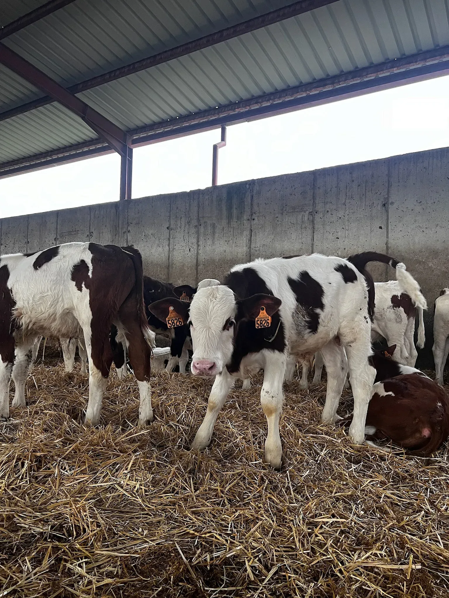 Una manada de terneros está de pie en un granero comiendo heno.