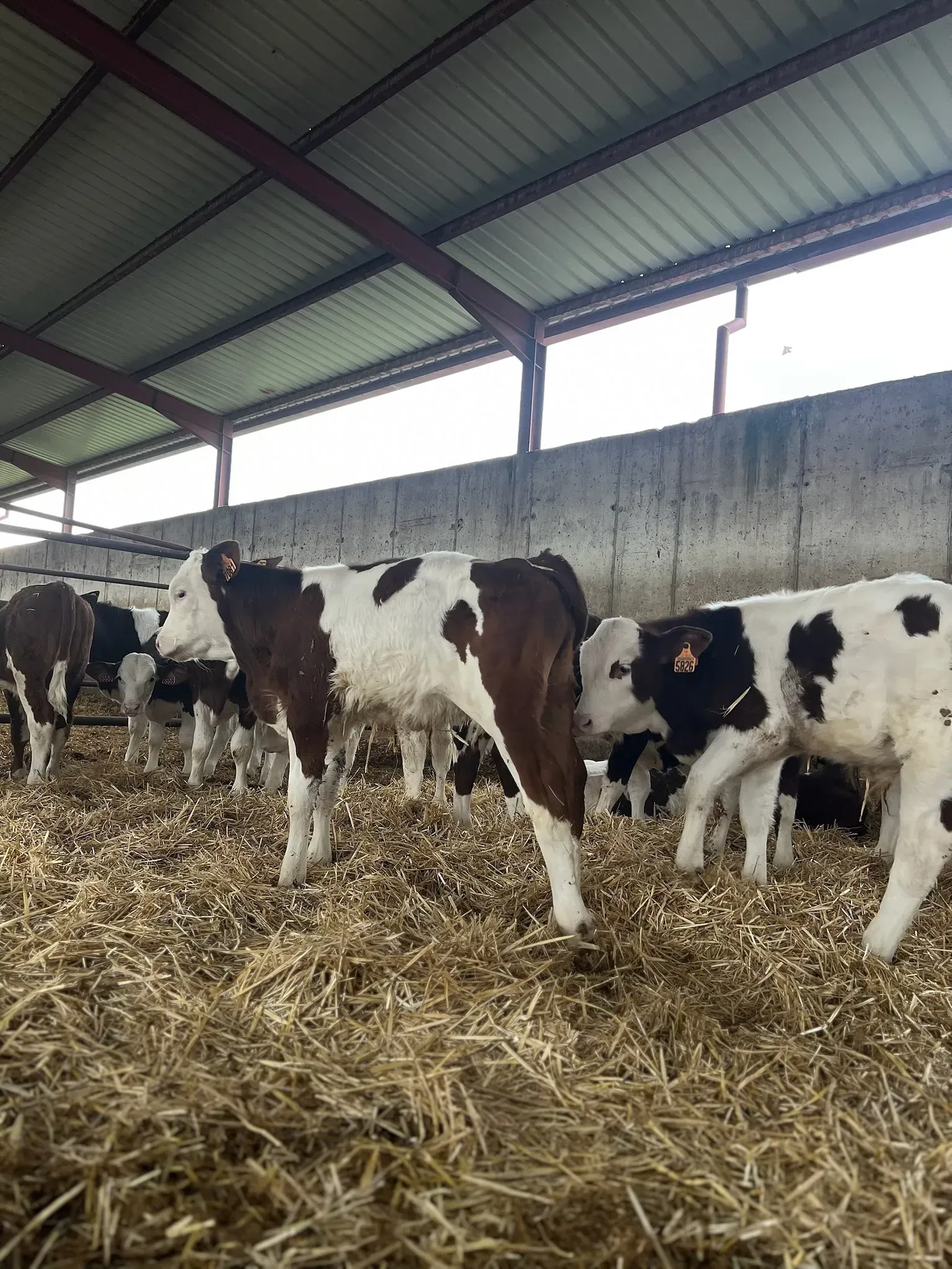 Una manada de vacas está parada en un granero comiendo heno.