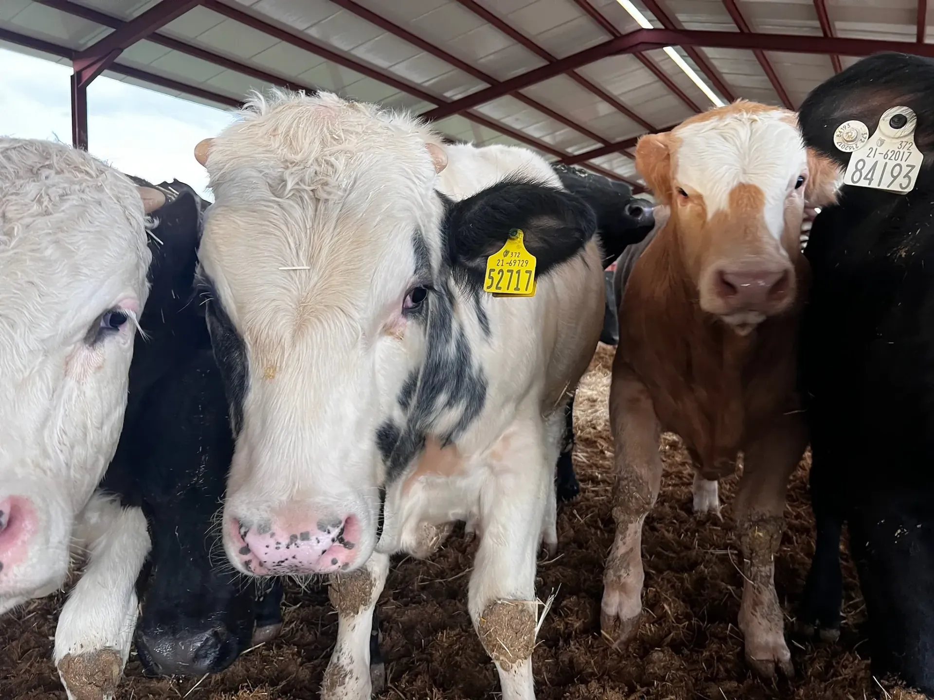 Un grupo de vacas paradas una al lado de la otra en un granero mirando a la cámara.