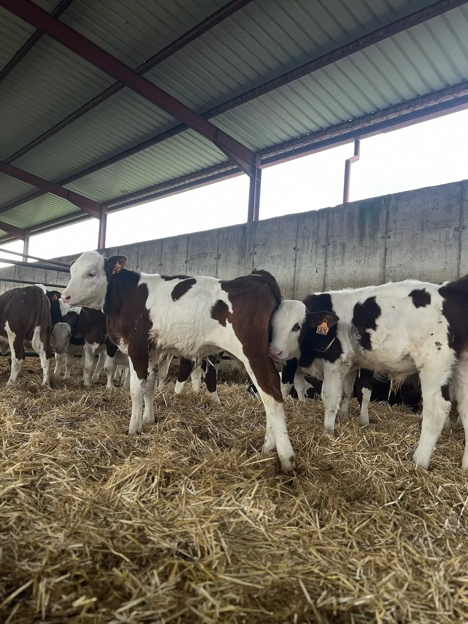 Una manada de vacas marrones y blancas están paradas en un granero comiendo heno.