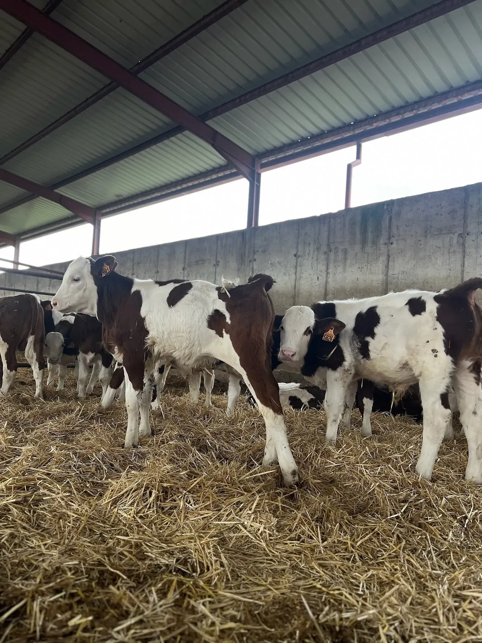 Una manada de vacas marrones y blancas están paradas en un granero.
