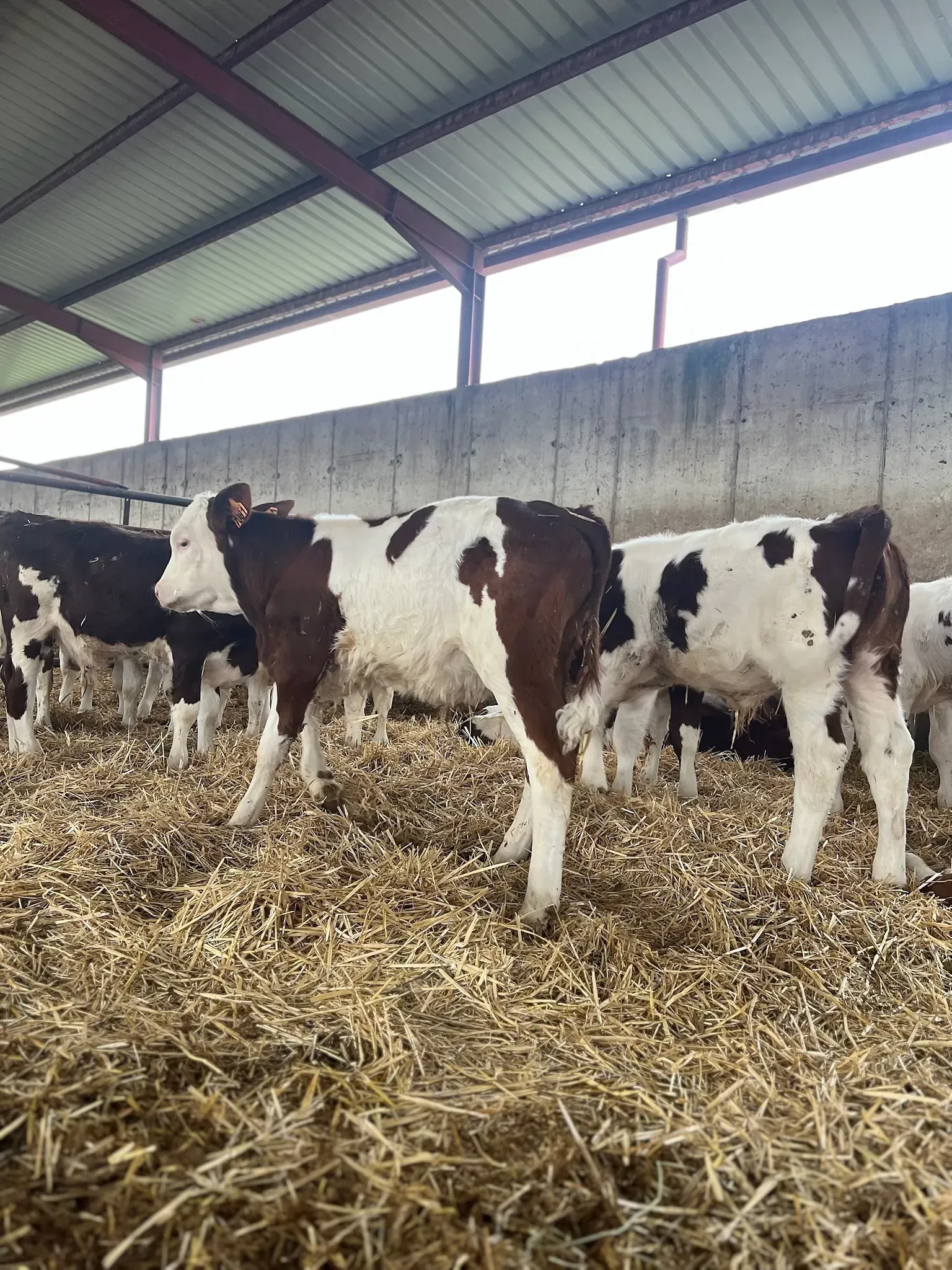 Una manada de vacas marrones y blancas están paradas en un granero.