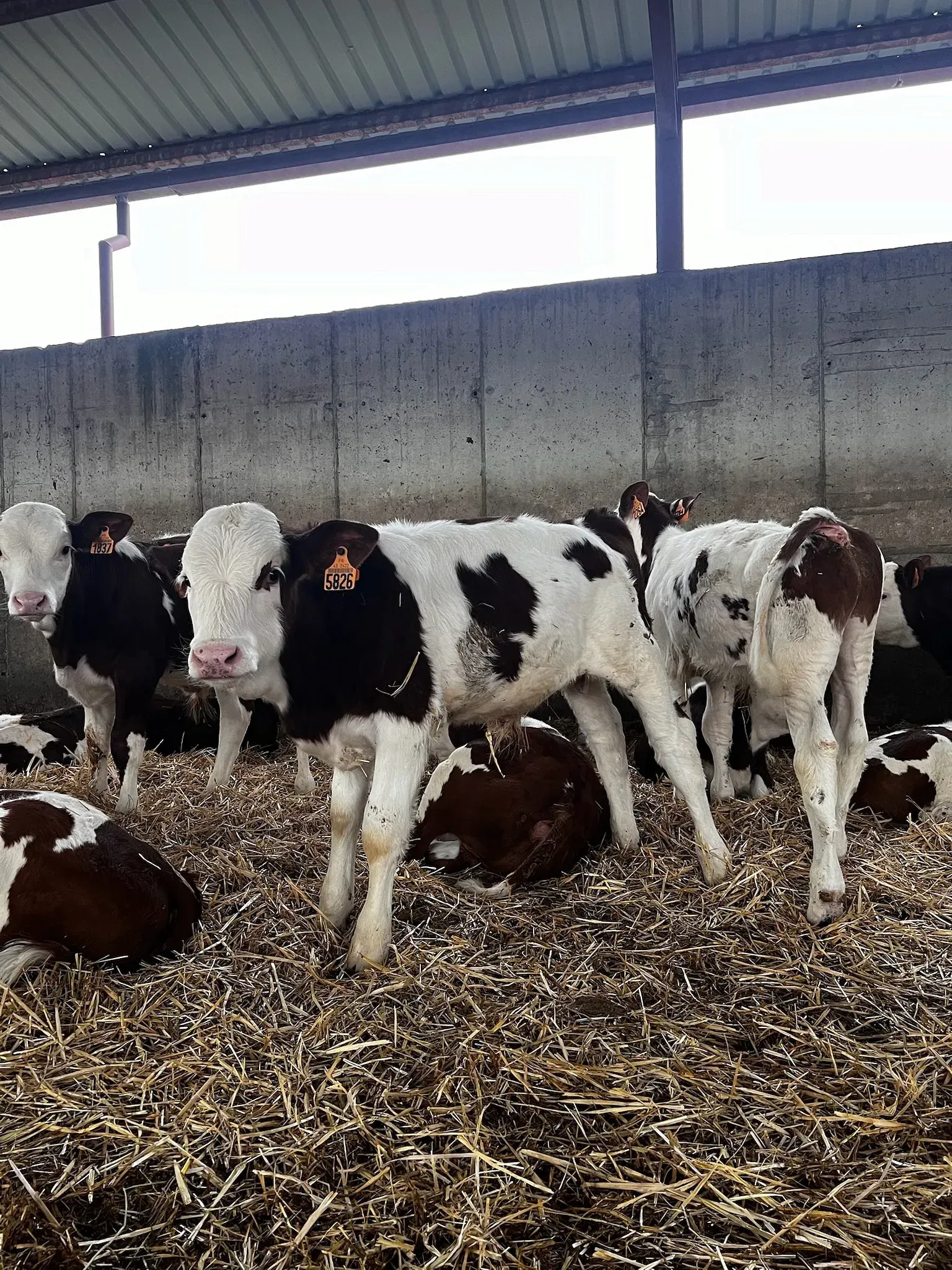 Una manada de vacas blancas y negras se encuentran en un granero.