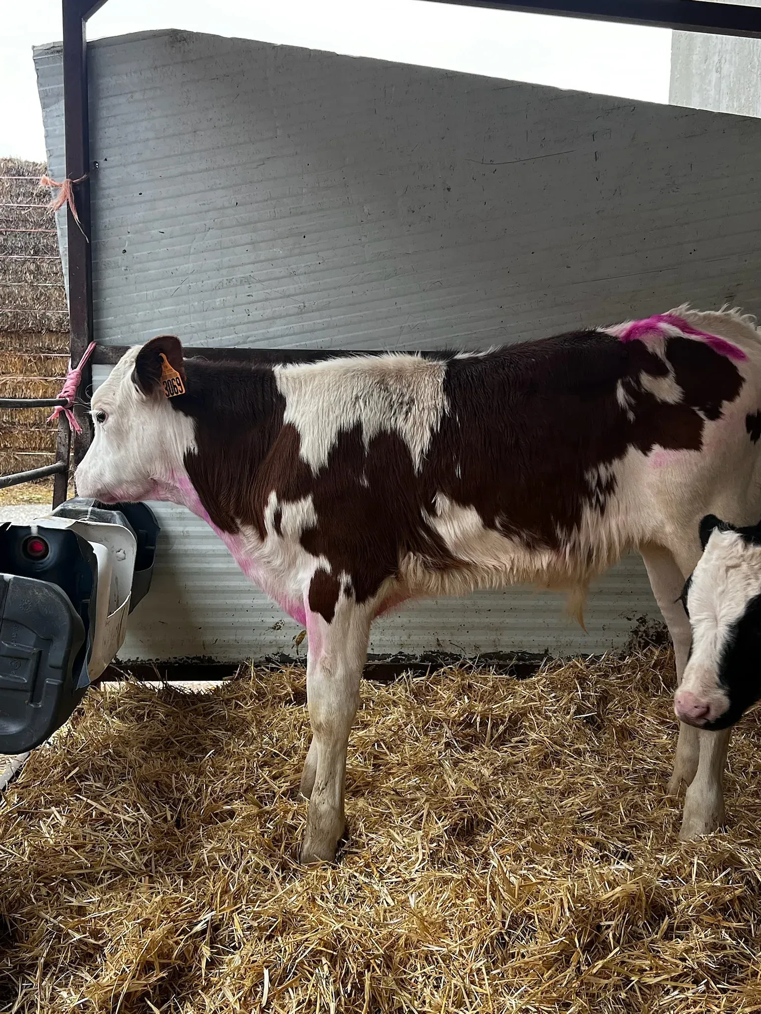 Una vaca marrón y blanca está parada en una pila de heno.
