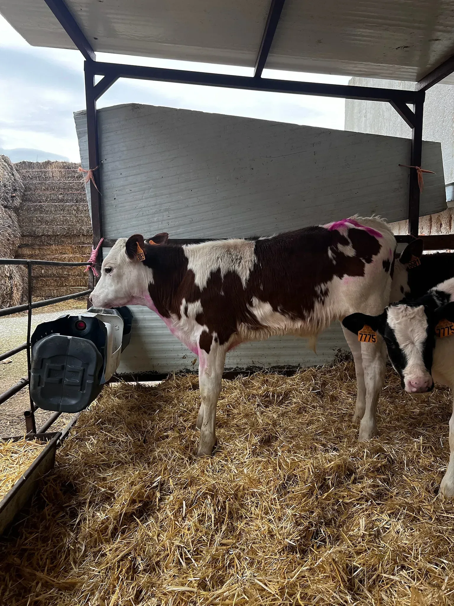 Una vaca marrón y blanca está parada en un corral cubierto de heno.