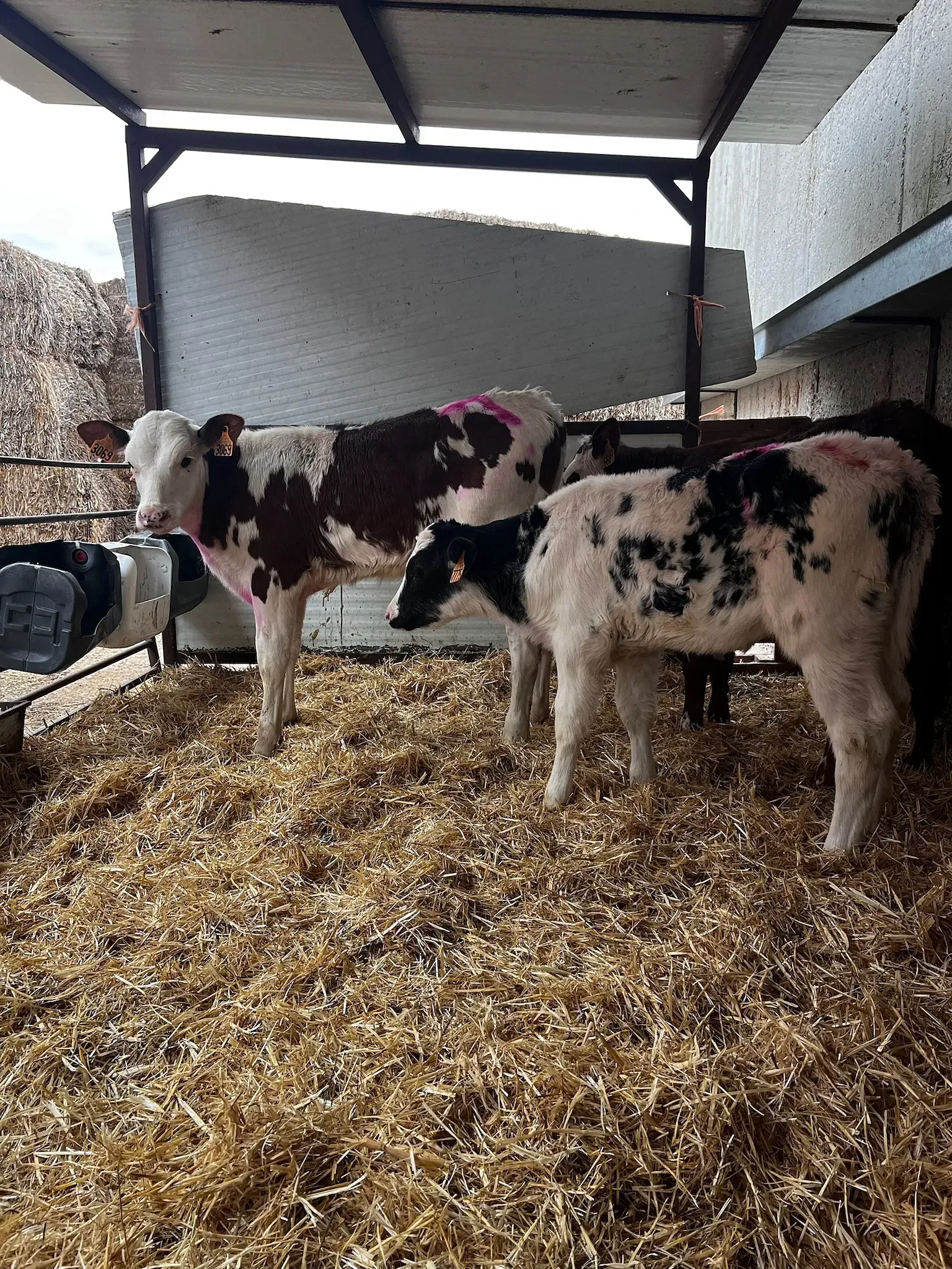 Un par de vacas paradas una al lado de la otra sobre una pila de heno.