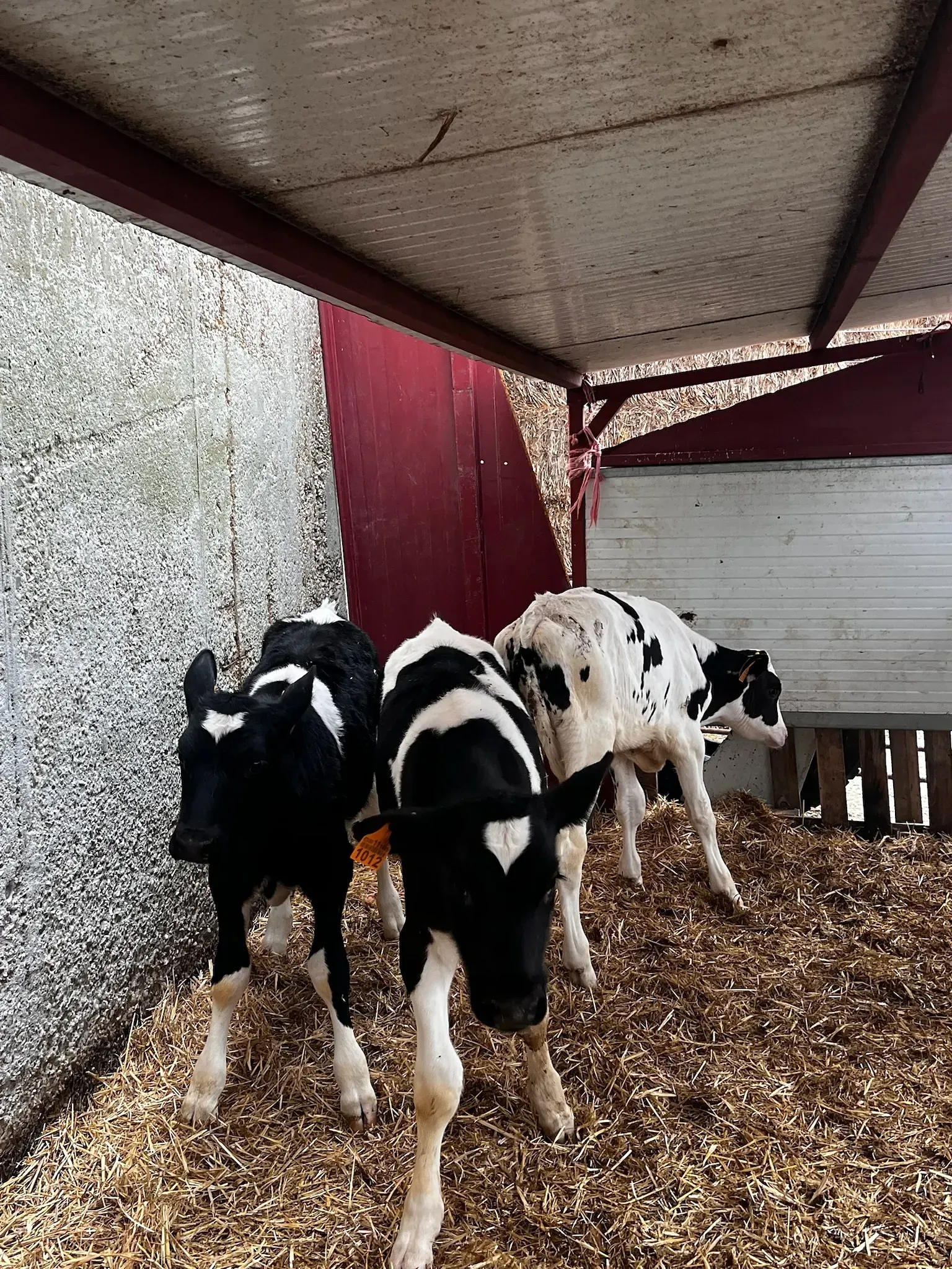 Tres terneros blancos y negros están parados en una pila de heno.