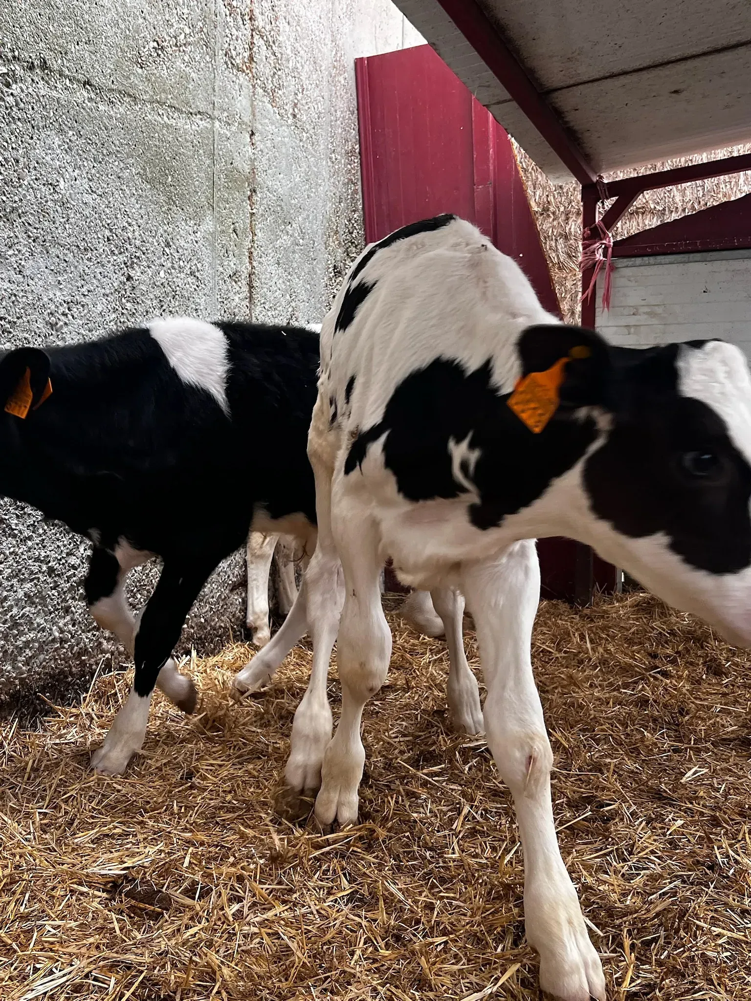 Dos terneros blancos y negros están parados uno al lado del otro en un granero.