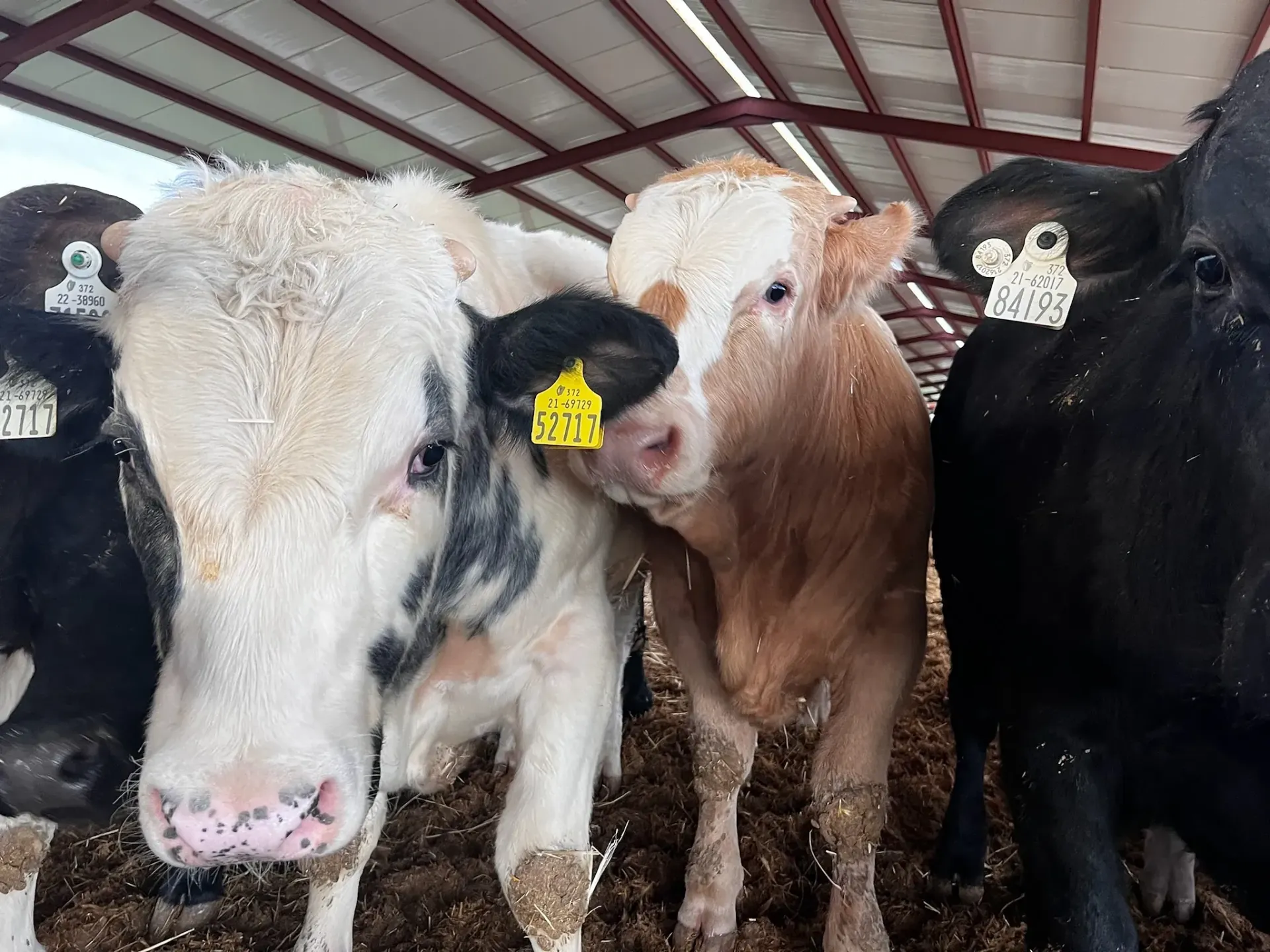 Un grupo de vacas están paradas una al lado de la otra en un granero.