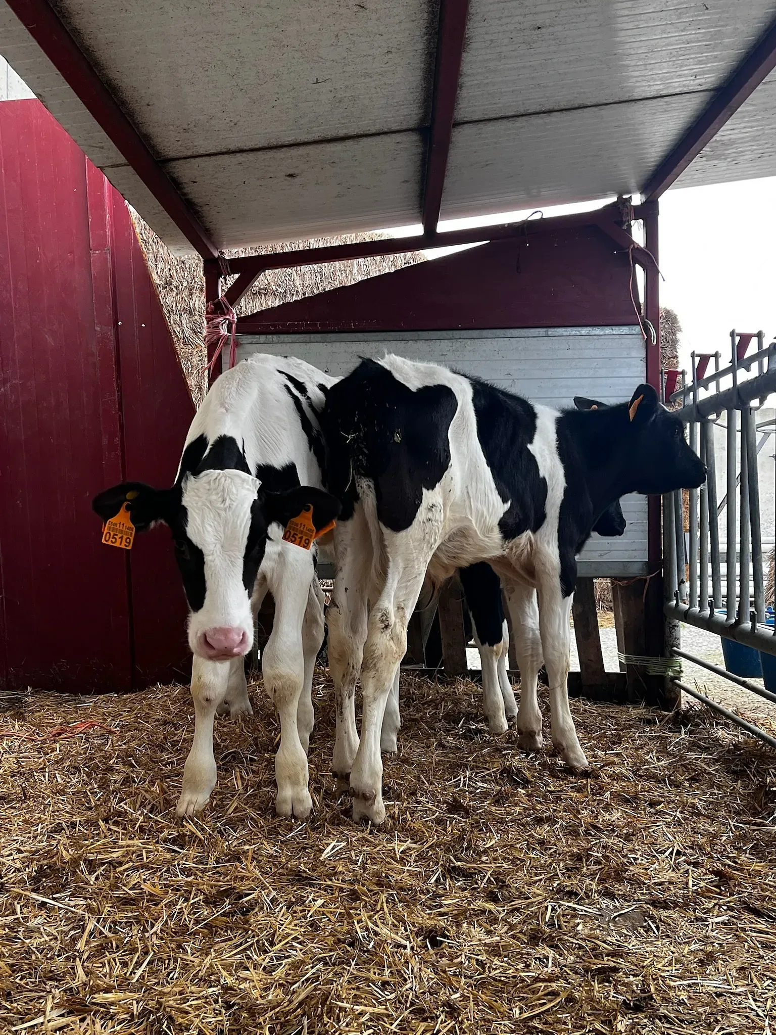 Dos vacas blancas y negras están paradas una al lado de la otra sobre una pila de heno.