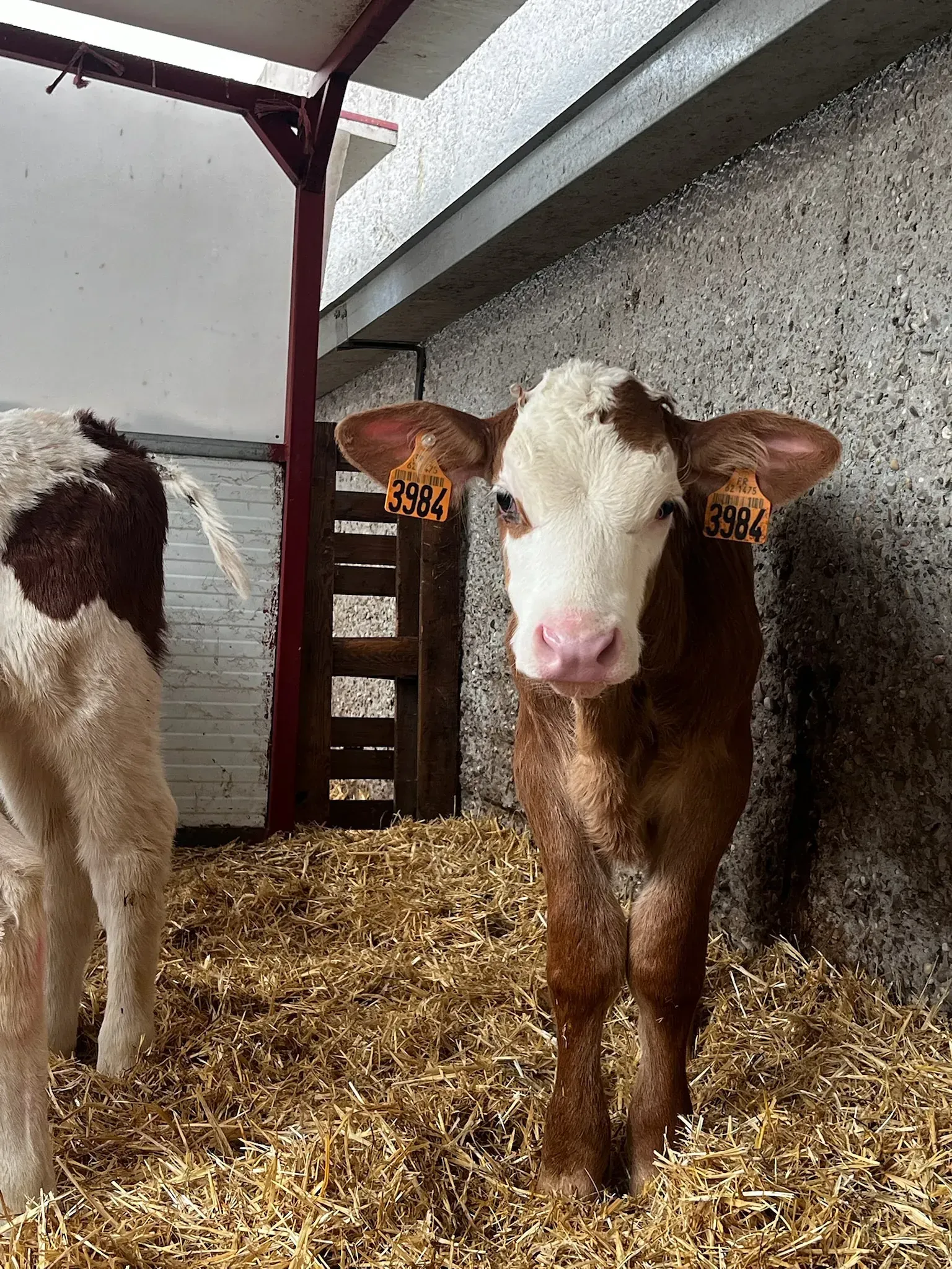 Un ternero marrón y blanco está parado en una pila de heno.