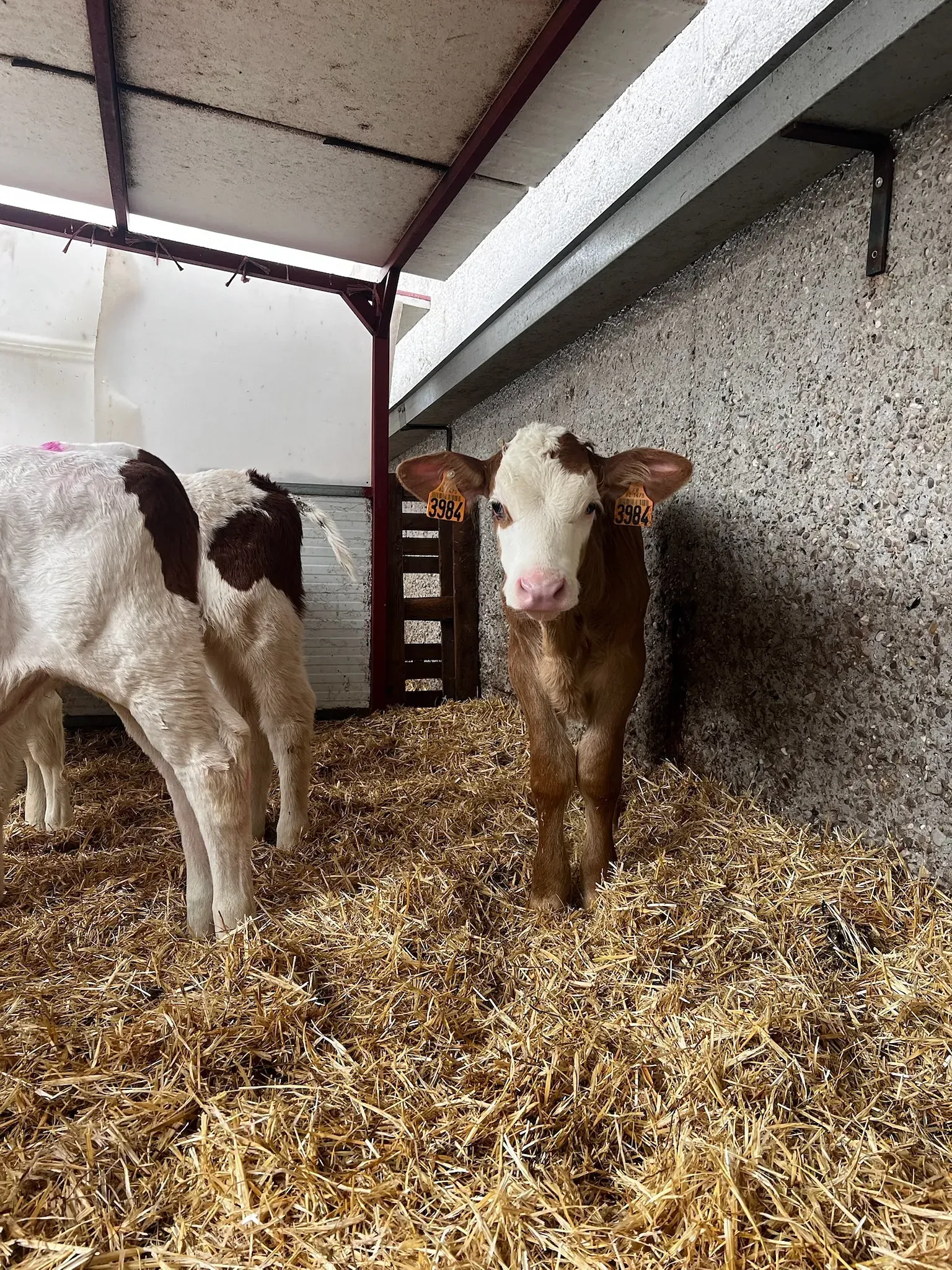 Dos terneros están parados uno al lado del otro en una pila de heno.
