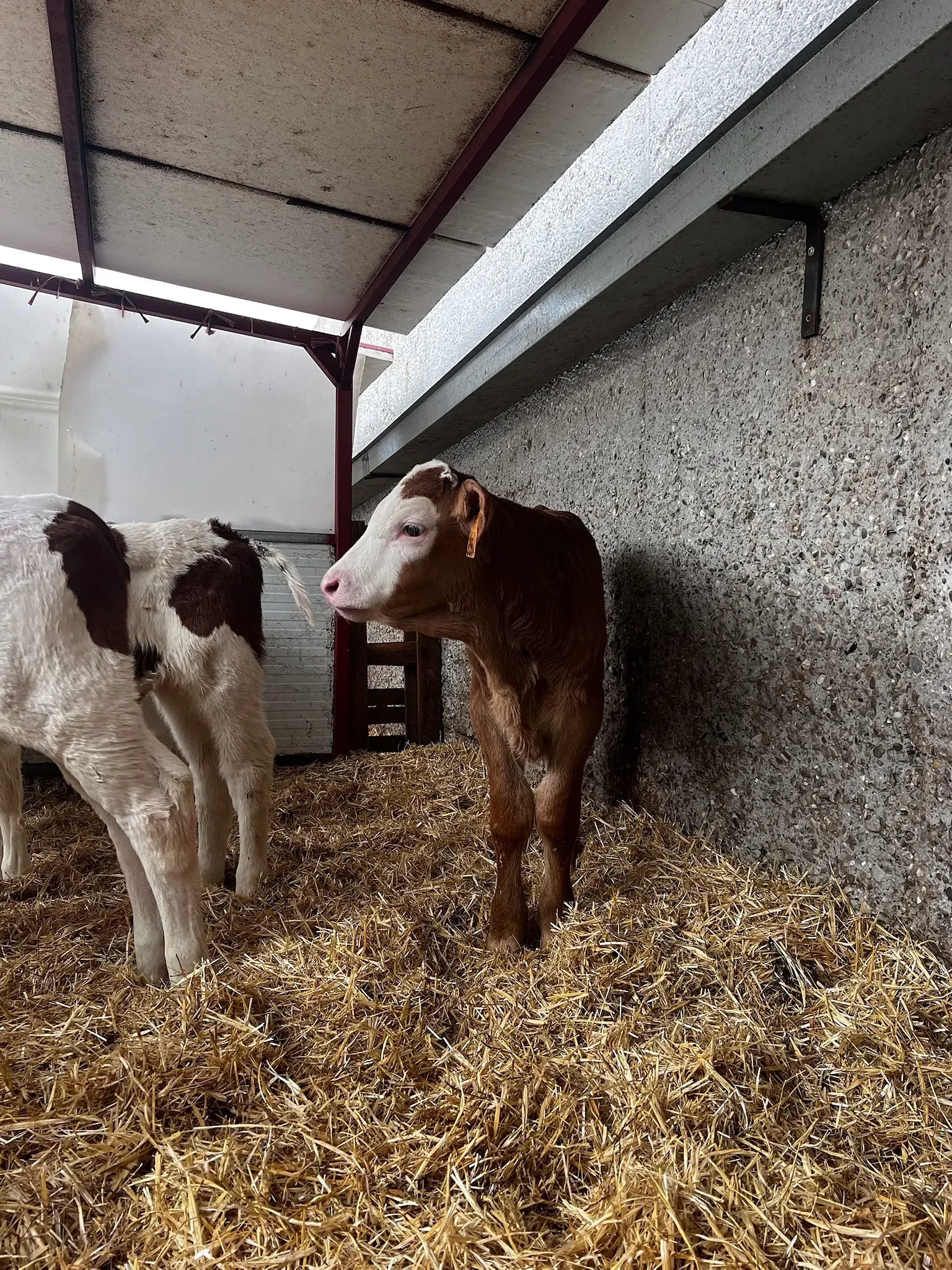 Dos terneros están de pie en una pila de heno en un granero.