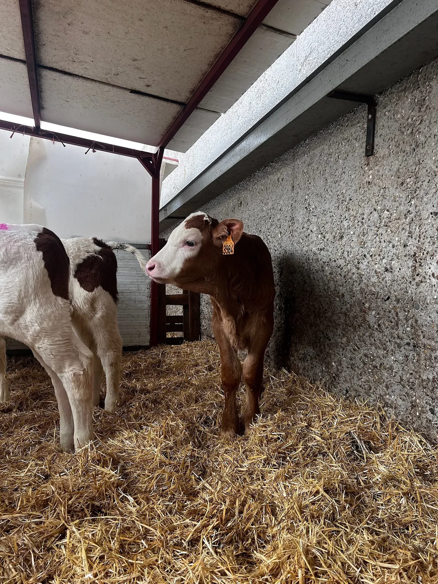 Un ternero marrón y blanco está parado en una pila de heno.