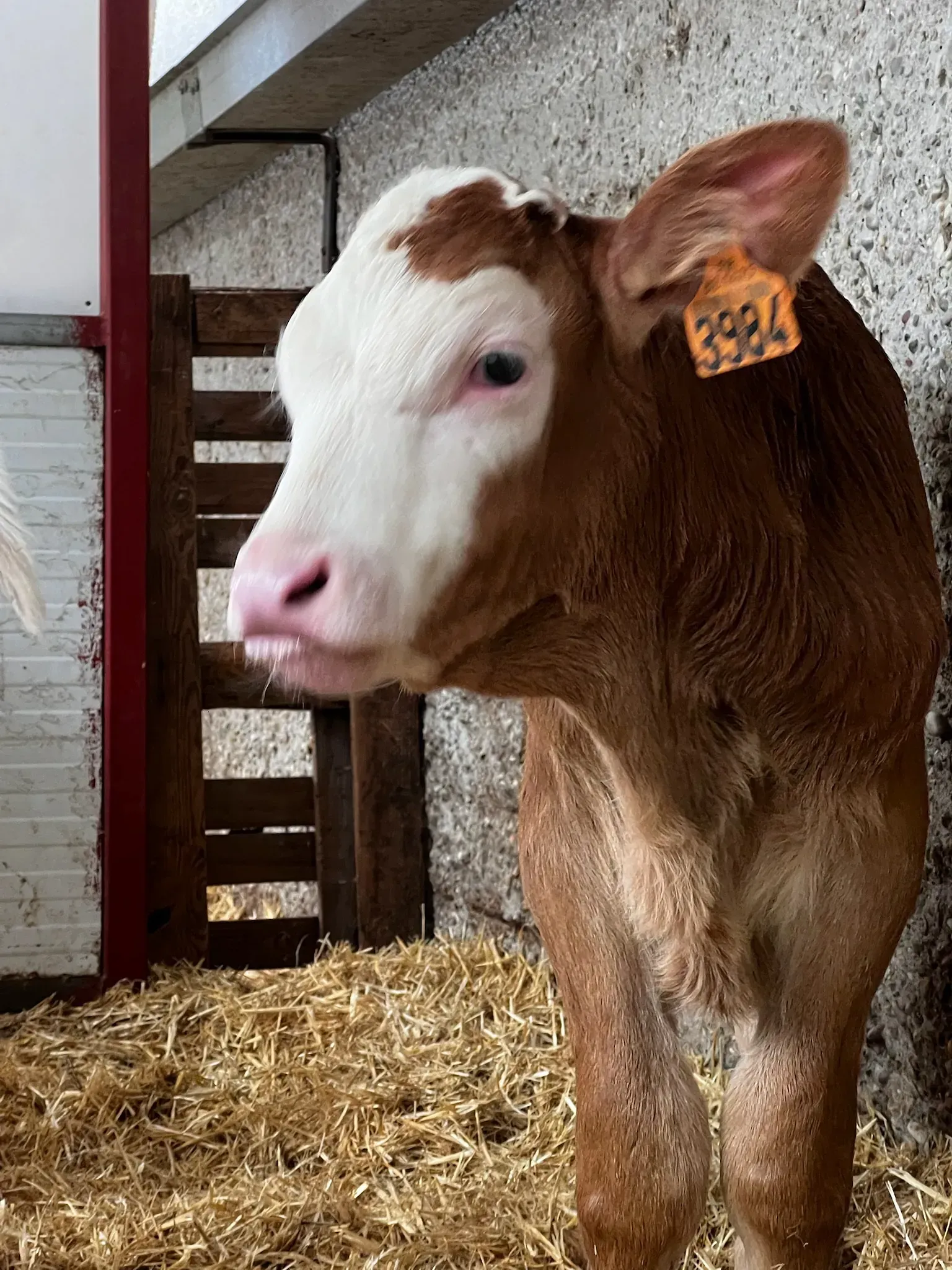 Un ternero marrón y blanco con una etiqueta en la oreja