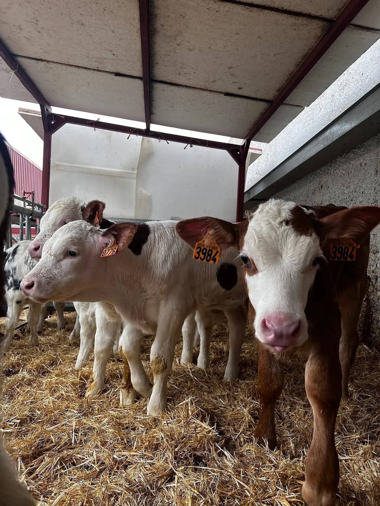 Una manada de terneros está de pie en un corral mirando a la cámara.
