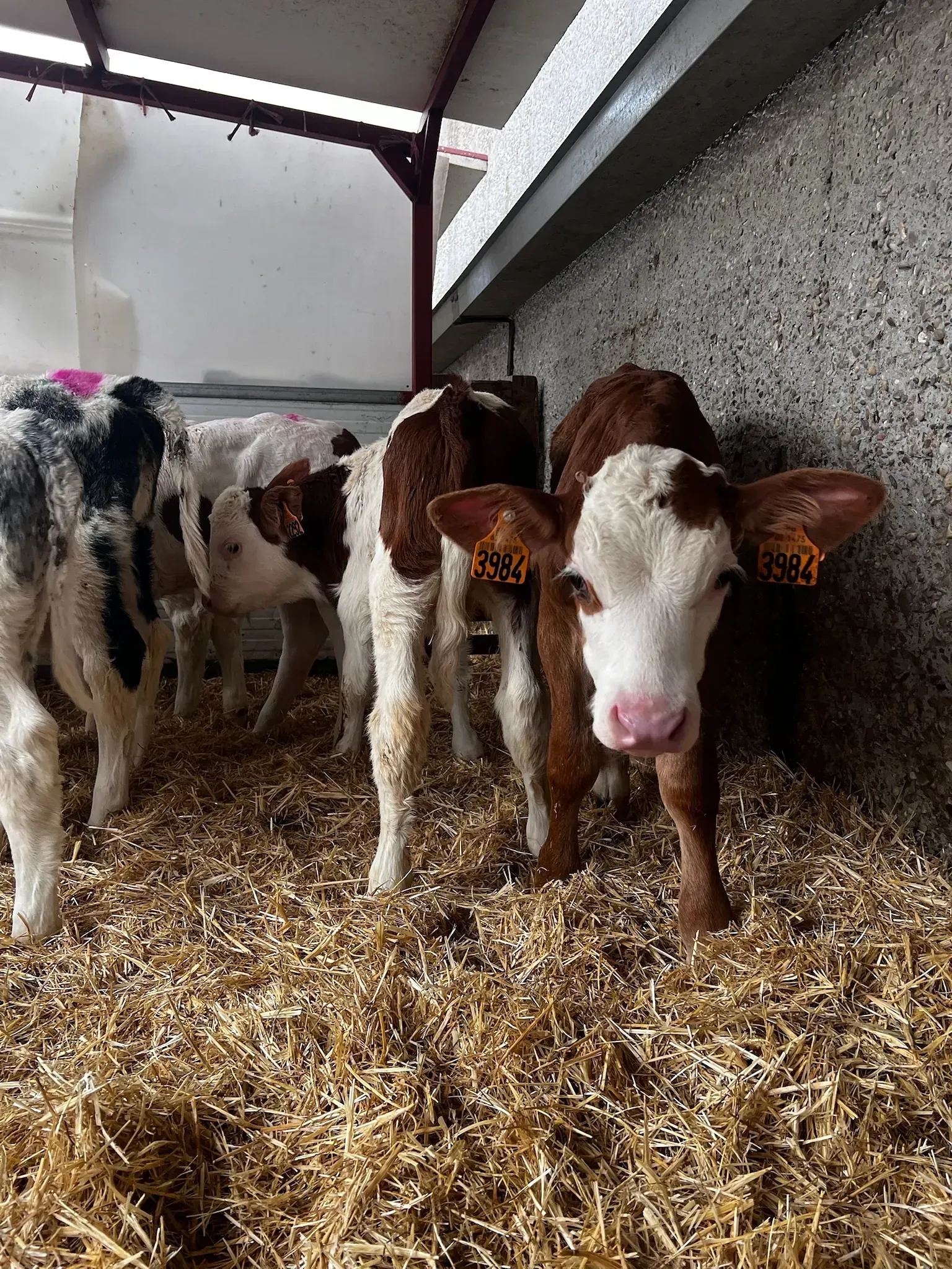 Un grupo de terneros de pie en una pila de heno.