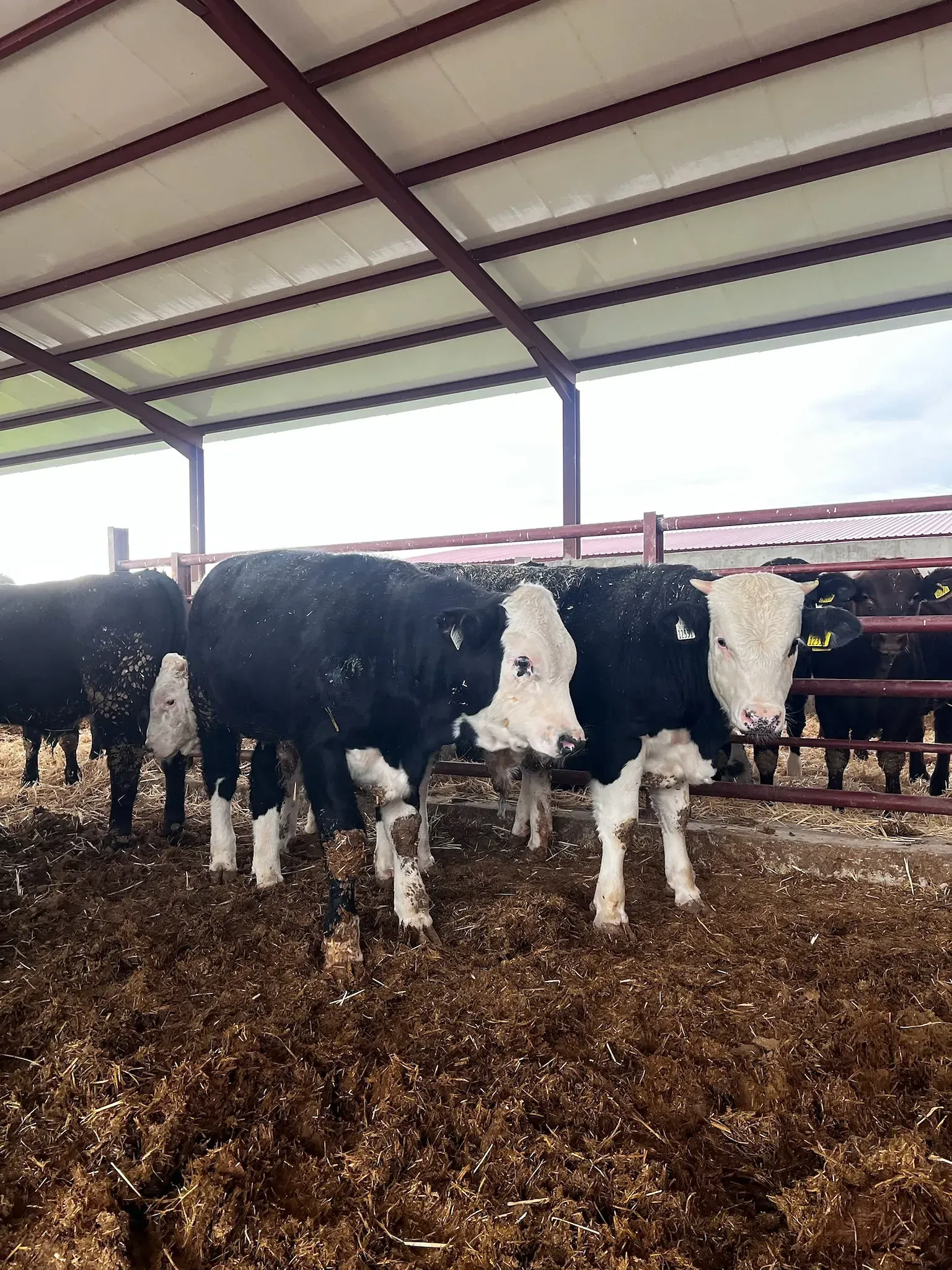 Una manada de vacas están paradas en un corral comiendo heno.