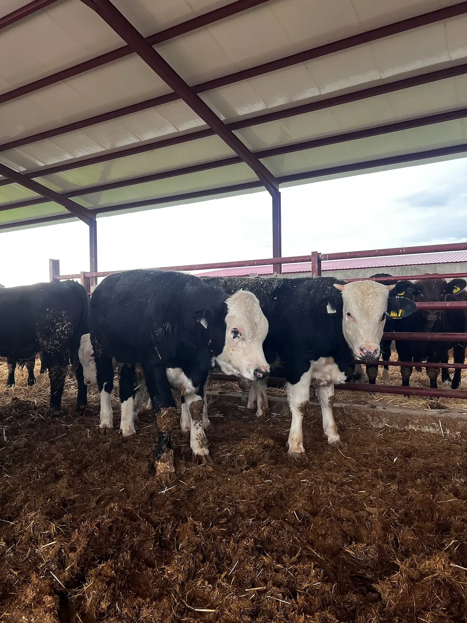 Una manada de vacas blancas y negras de pie en un granero.