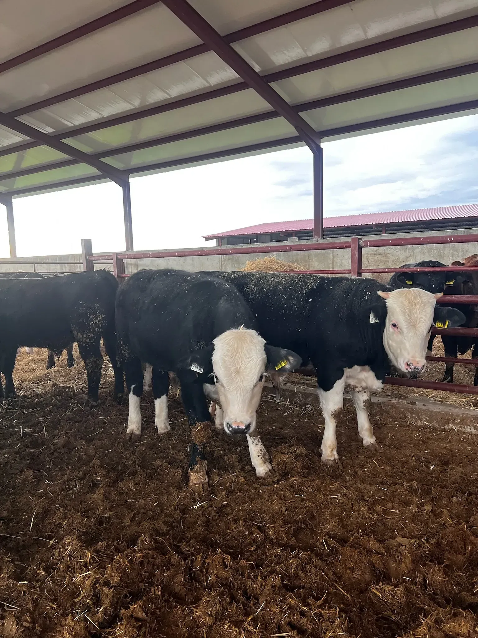 Una manada de vacas blancas y negras paradas en un corral.