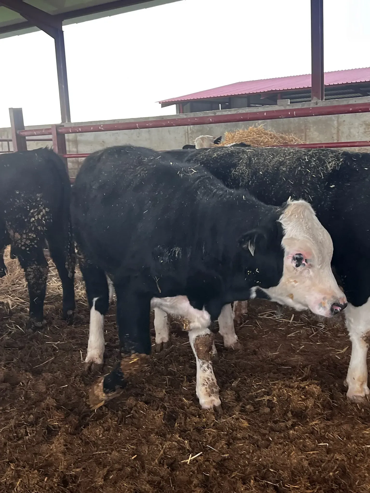 Una manada de vacas blancas y negras están paradas en un corral.