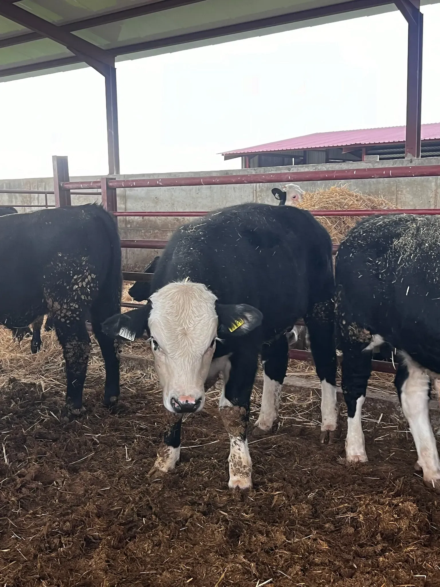 Una manada de vacas están paradas en un corral mirando a la cámara.