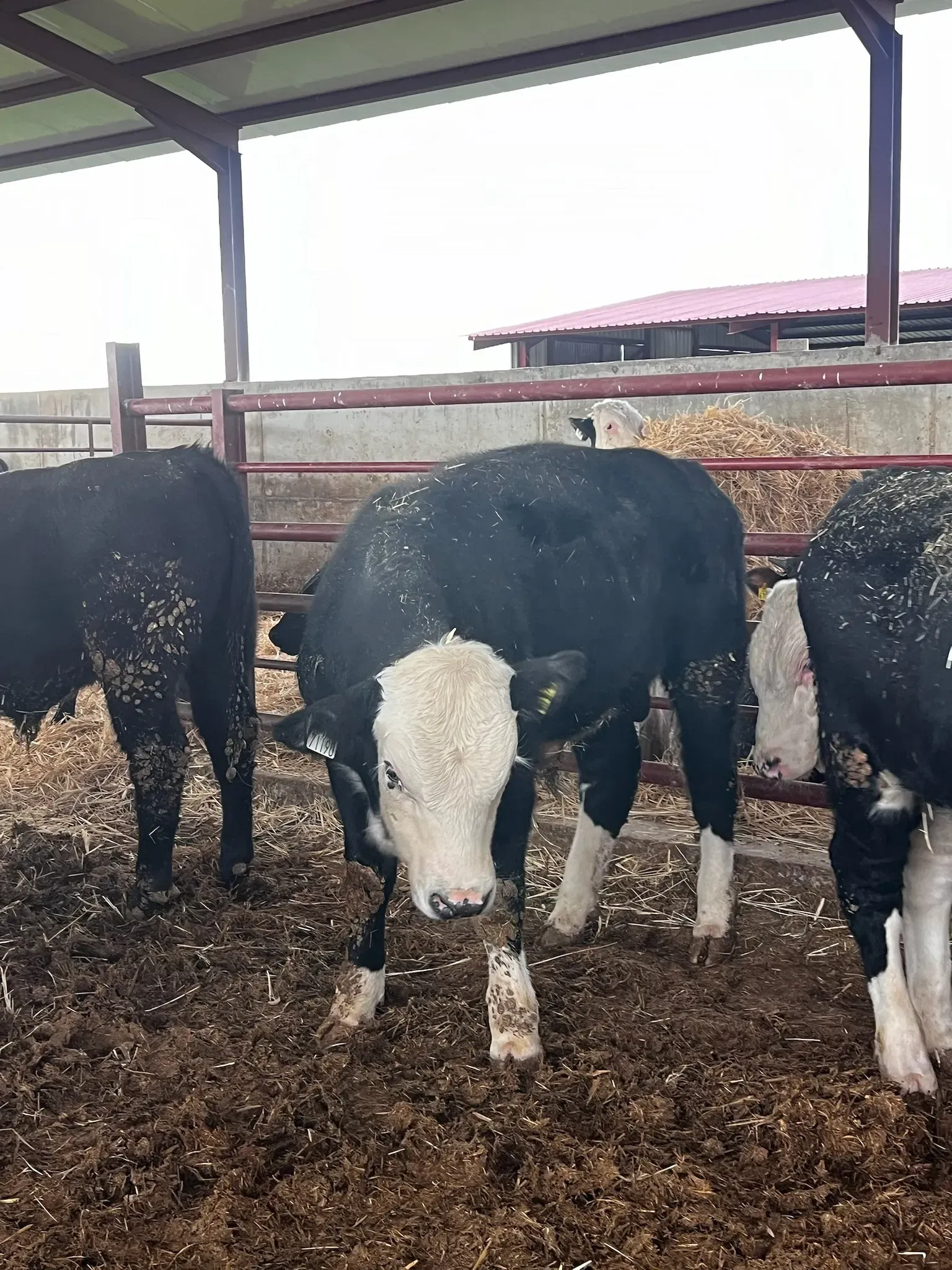 Un grupo de vacas blancas y negras están paradas en un corral.