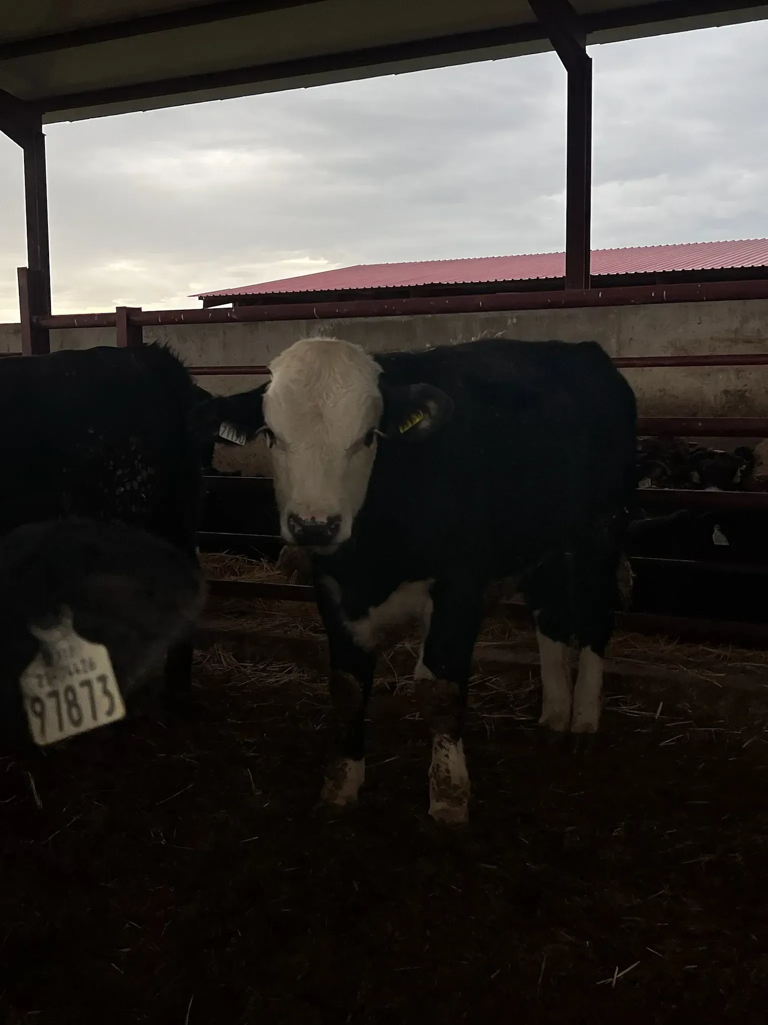 Una vaca blanca y negra con una etiqueta que dice 91873