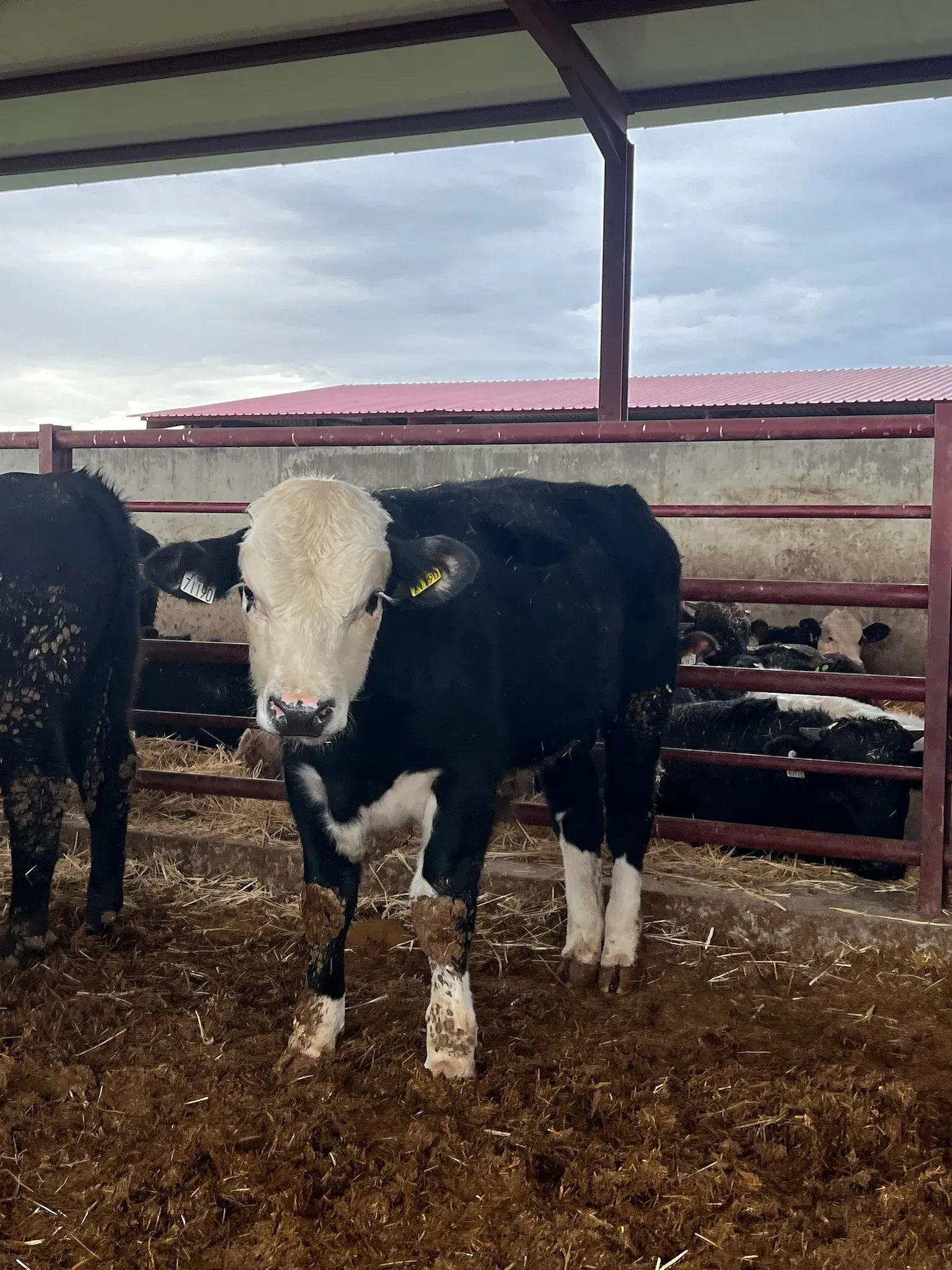 Una vaca blanca y negra está parada en un corral mirando a la cámara.