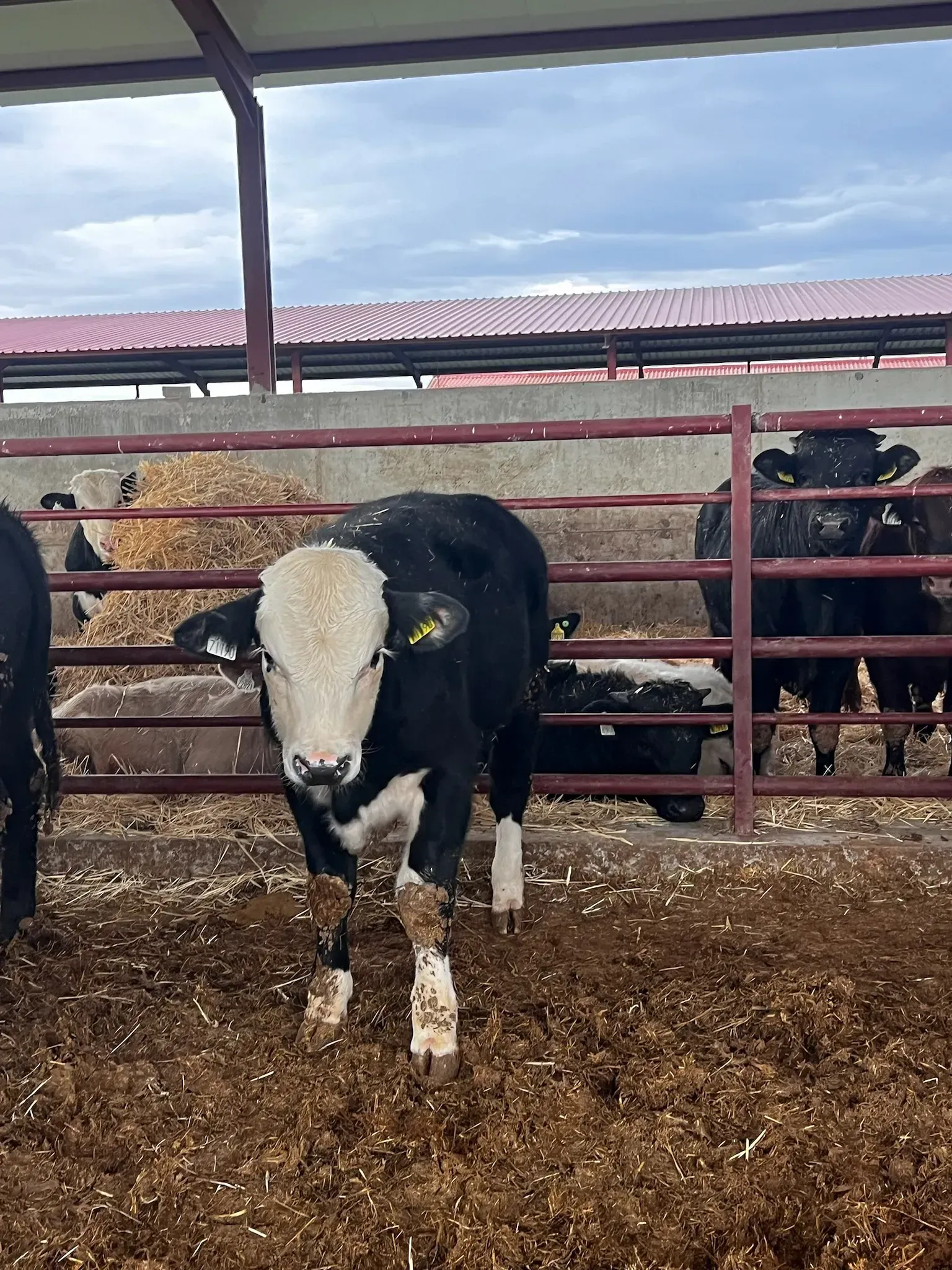 Una vaca blanca y negra está parada en un corral con otras vacas detrás de una cerca.