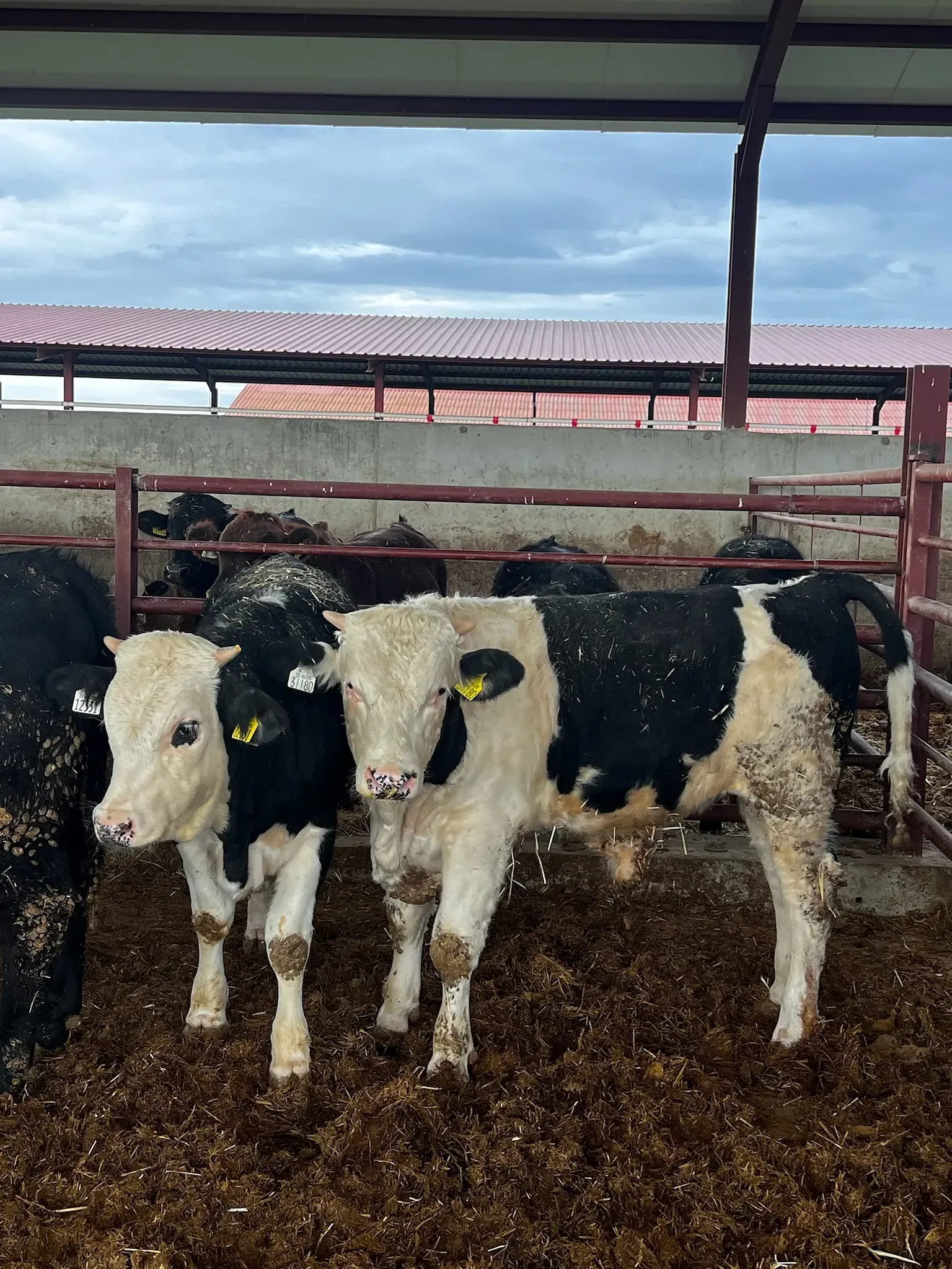 Un grupo de vacas blancas y negras paradas una al lado de la otra en un corral.