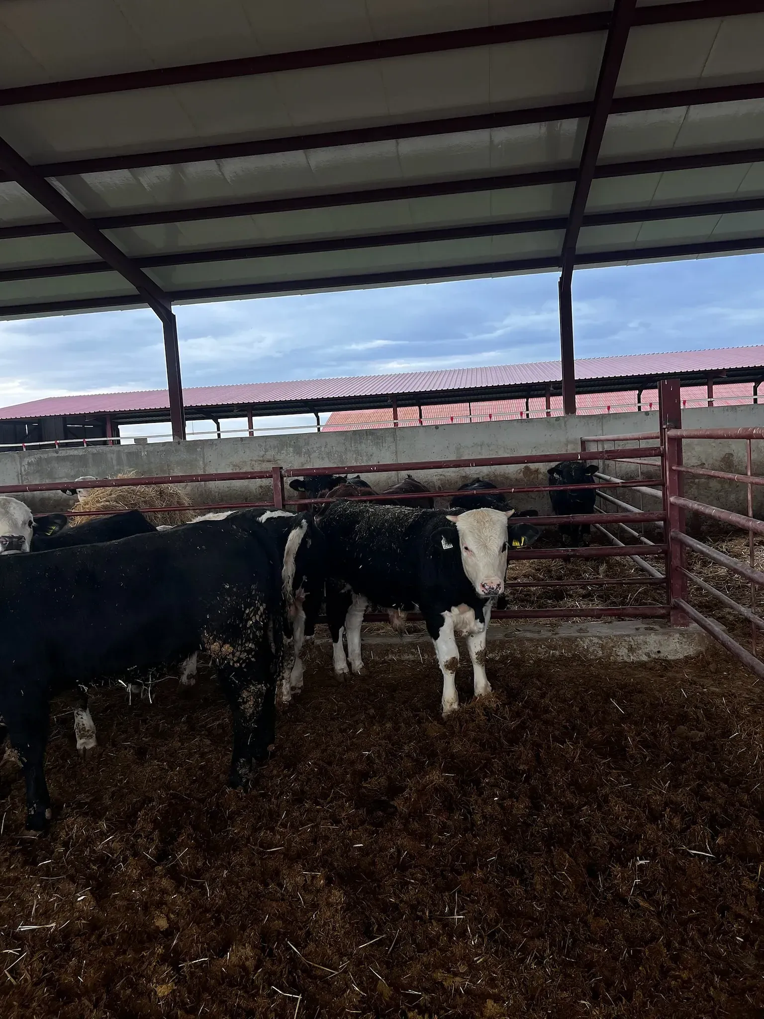 Una manada de vacas está parada en un corral bajo un techo.