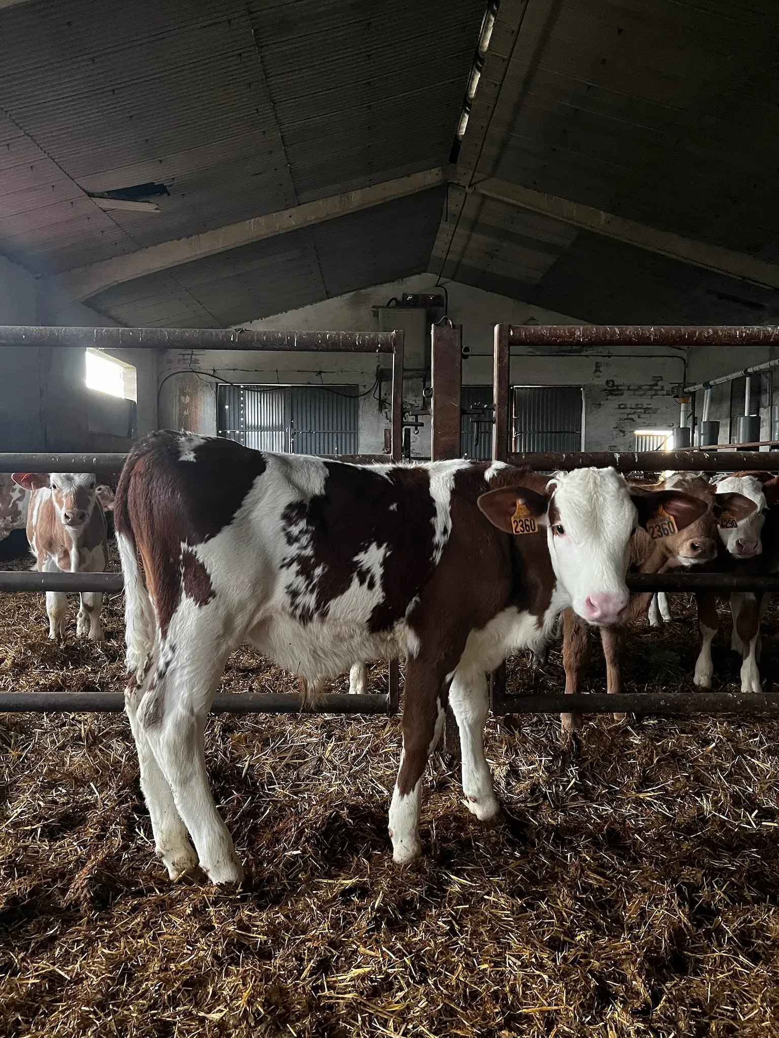 Una vaca marrón y blanca está parada en un granero rodeada de otras vacas.