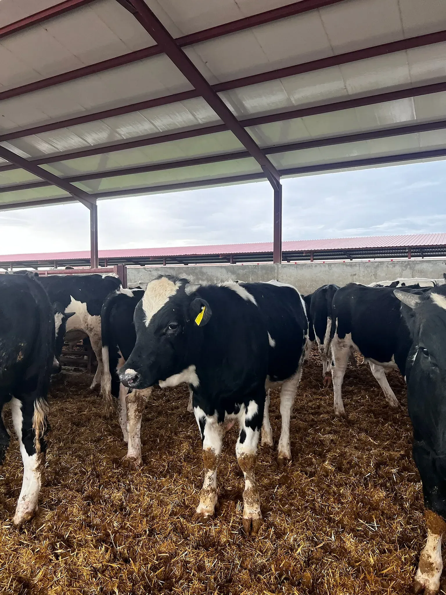 Una manada de vacas está parada en un granero bajo un techo.