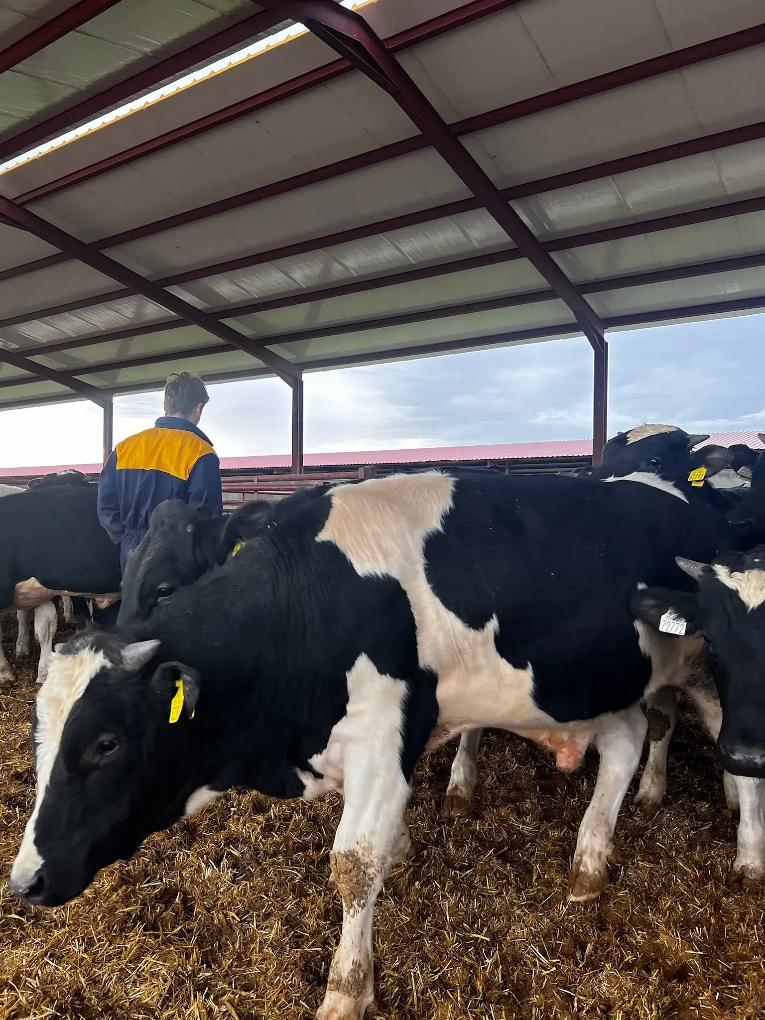 Un hombre está de pie junto a un rebaño de vacas en un granero.