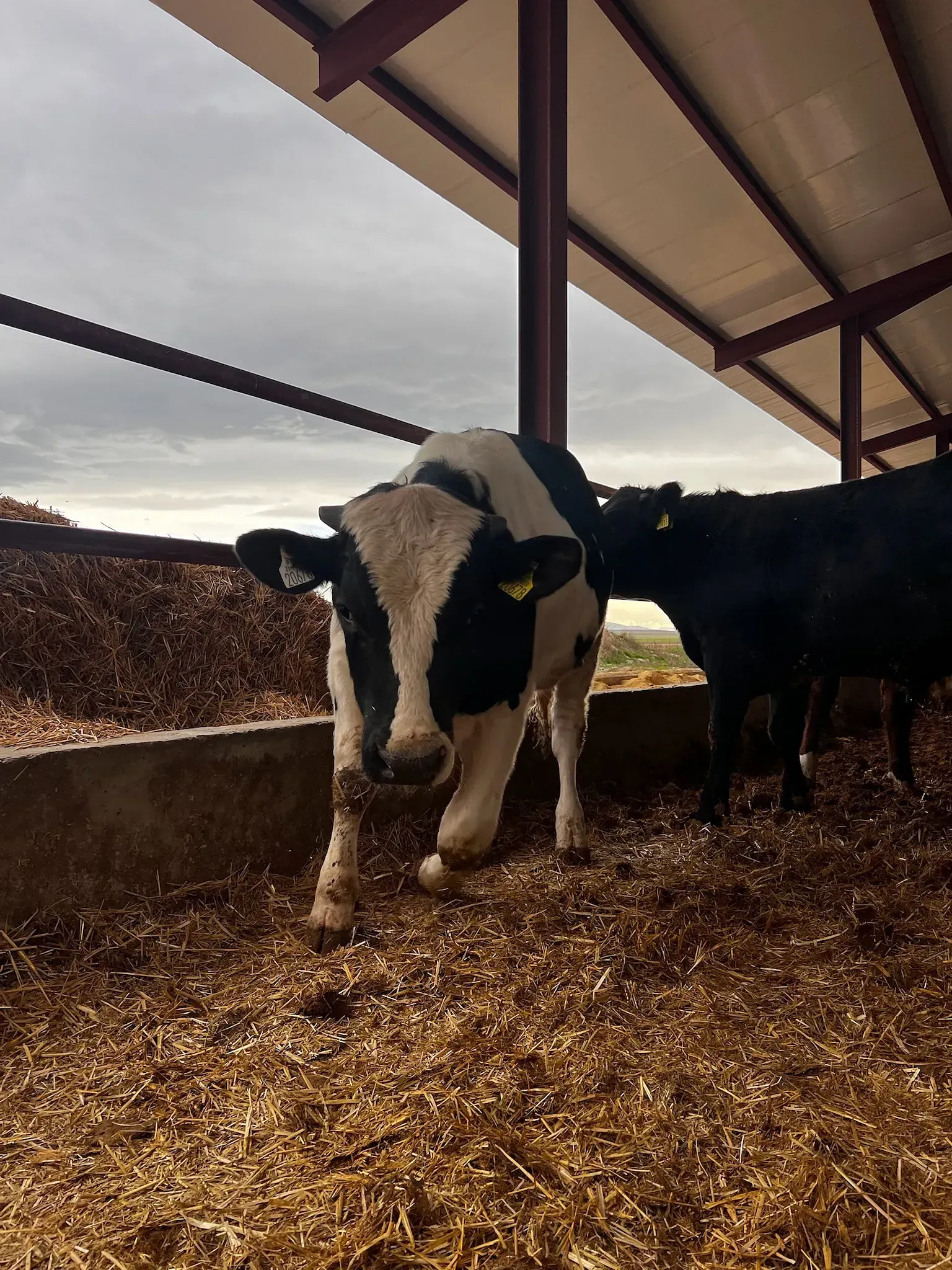 Una vaca blanca y negra está parada en un granero mirando a la cámara.