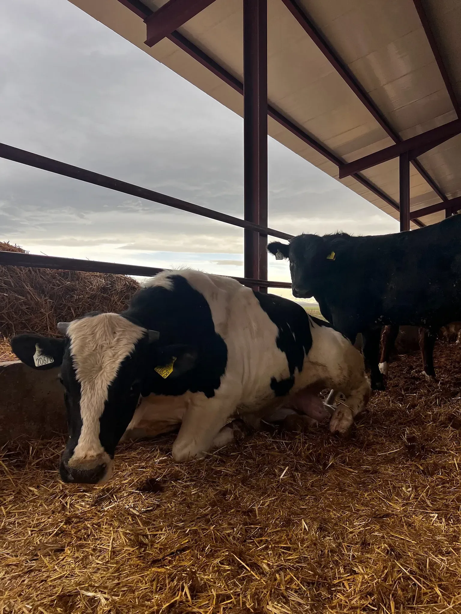 Una vaca blanca y negra yace en el suelo en un granero.