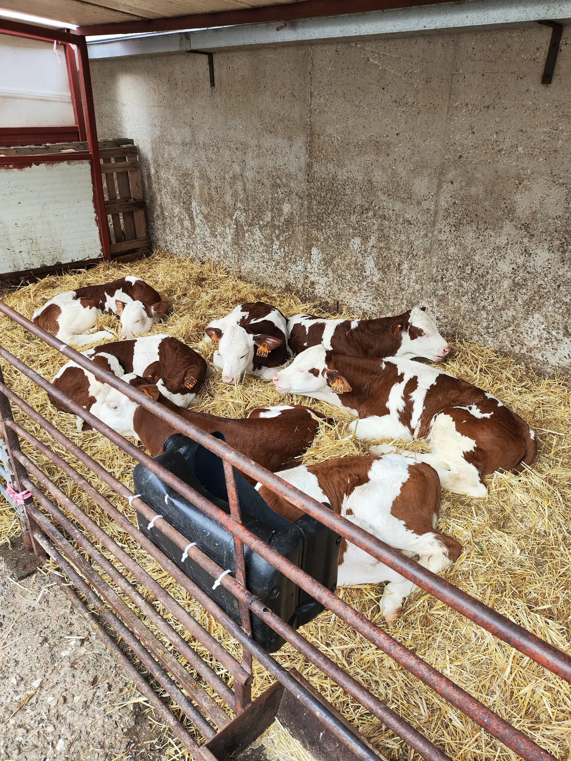 Una manada de terneros marrones y blancos recostados sobre heno en un corral.