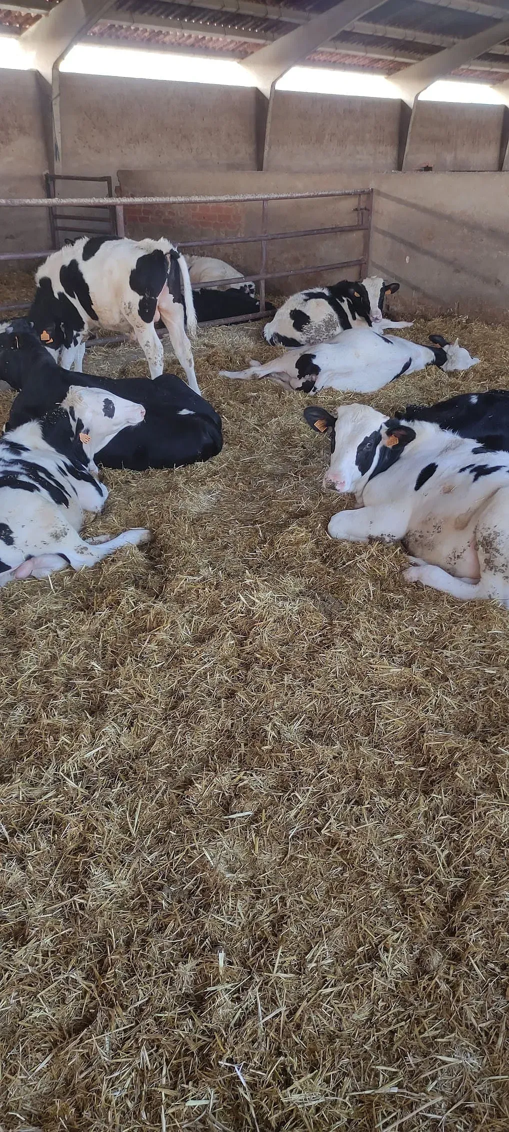 Una manada de vacas recostadas sobre una pila de heno en un granero.