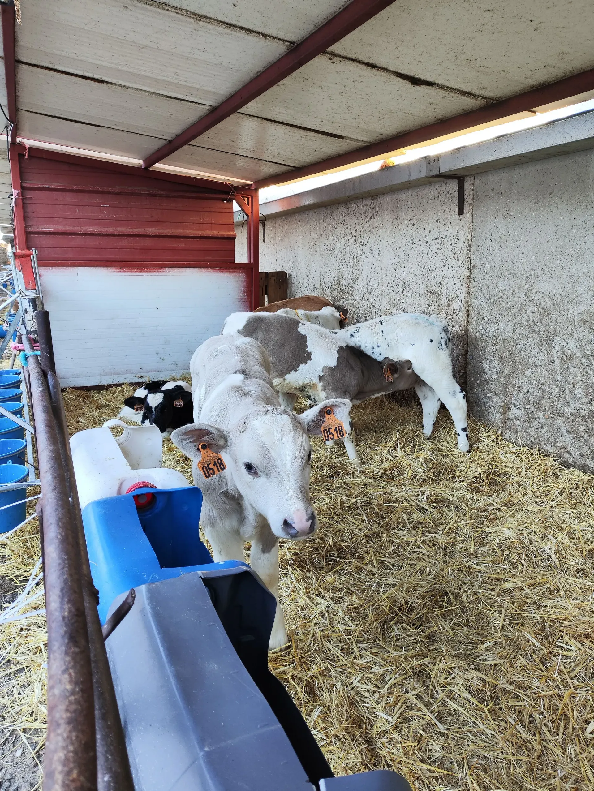 Una manada de vacas está parada en un granero comiendo heno.