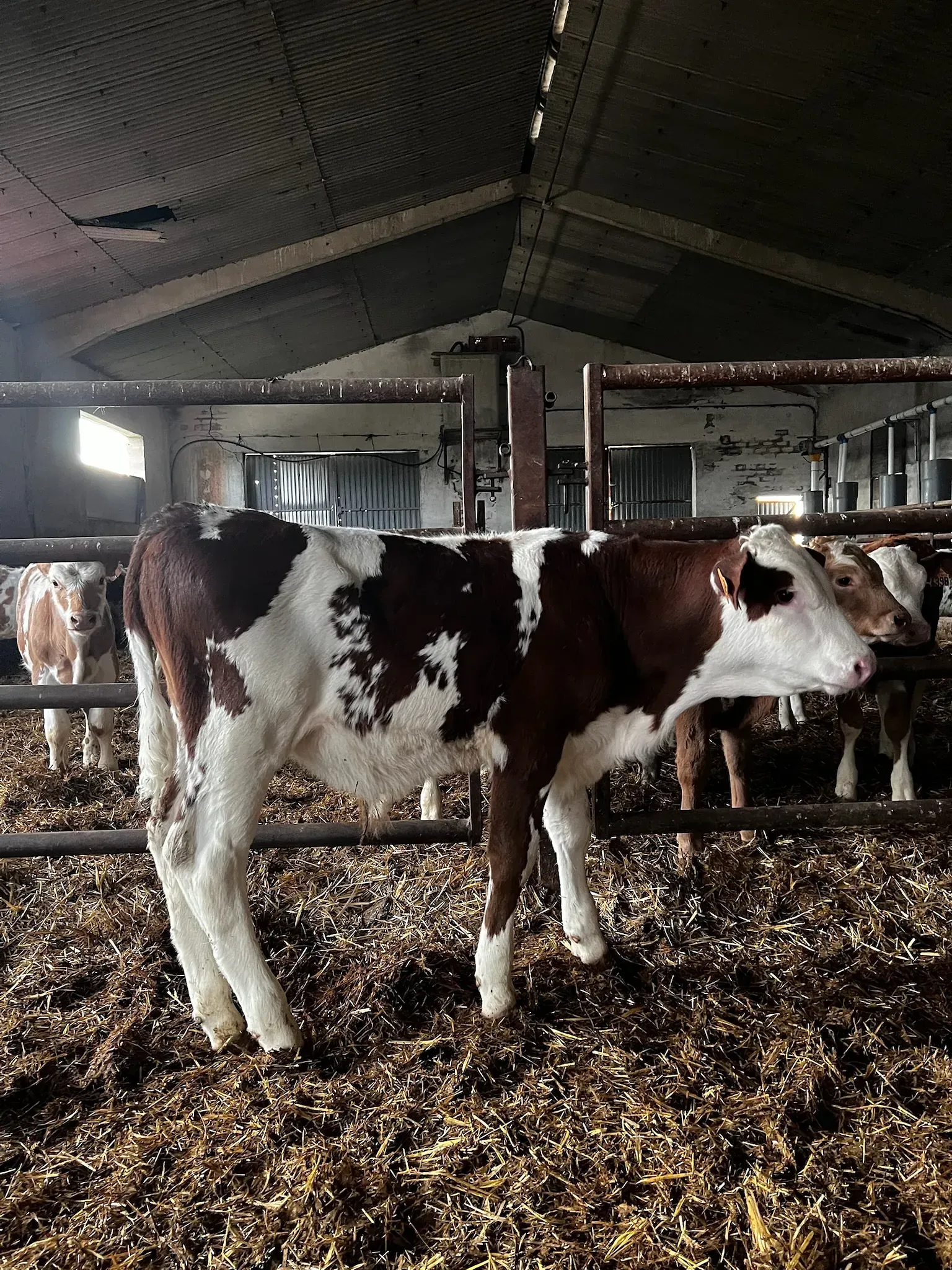 Una vaca marrón y blanca está parada en un granero con otras vacas.