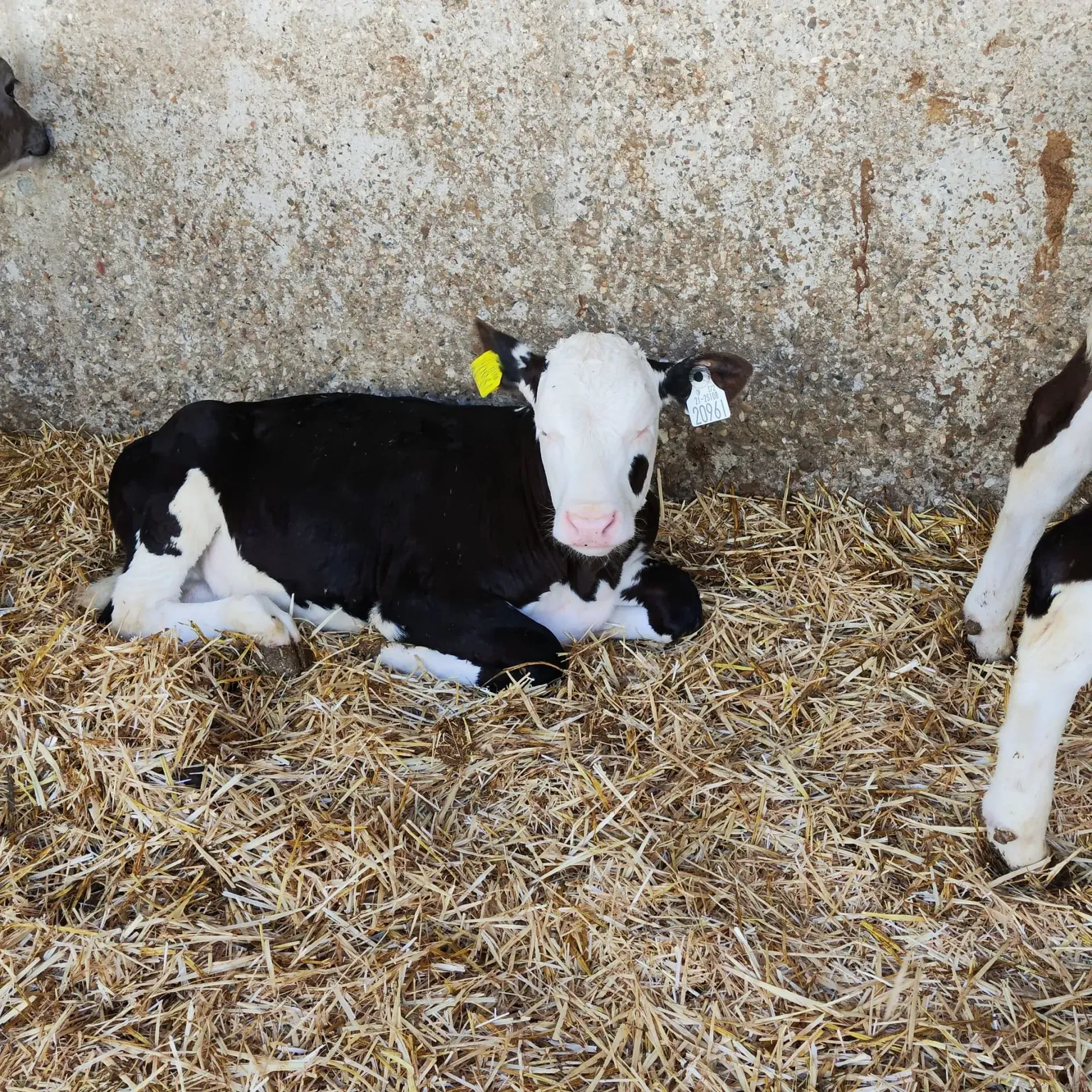 Un ternero blanco y negro con una etiqueta amarilla en su oreja está acostado sobre el heno.