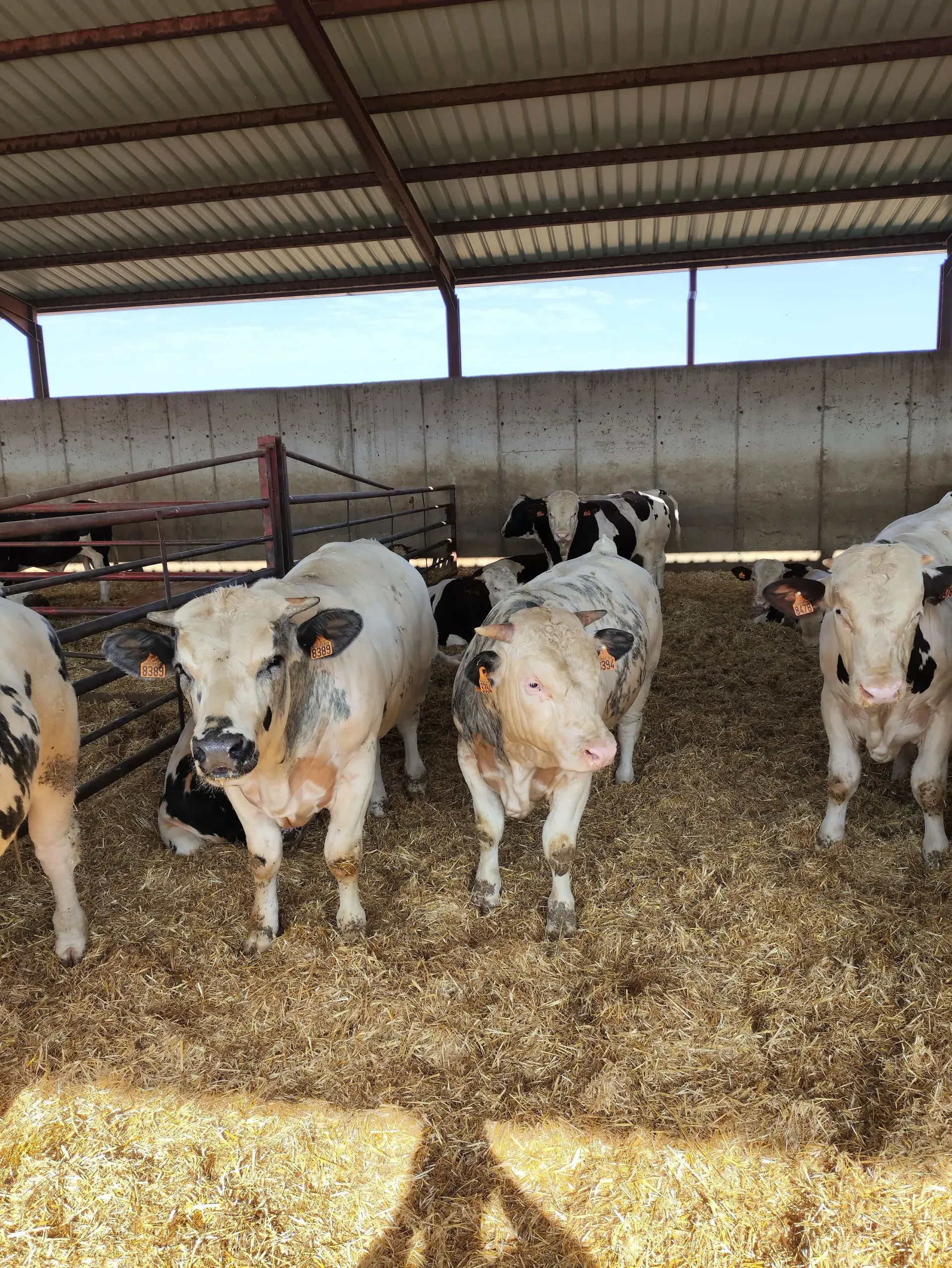 Una manada de vacas paradas una al lado de la otra en un granero.
